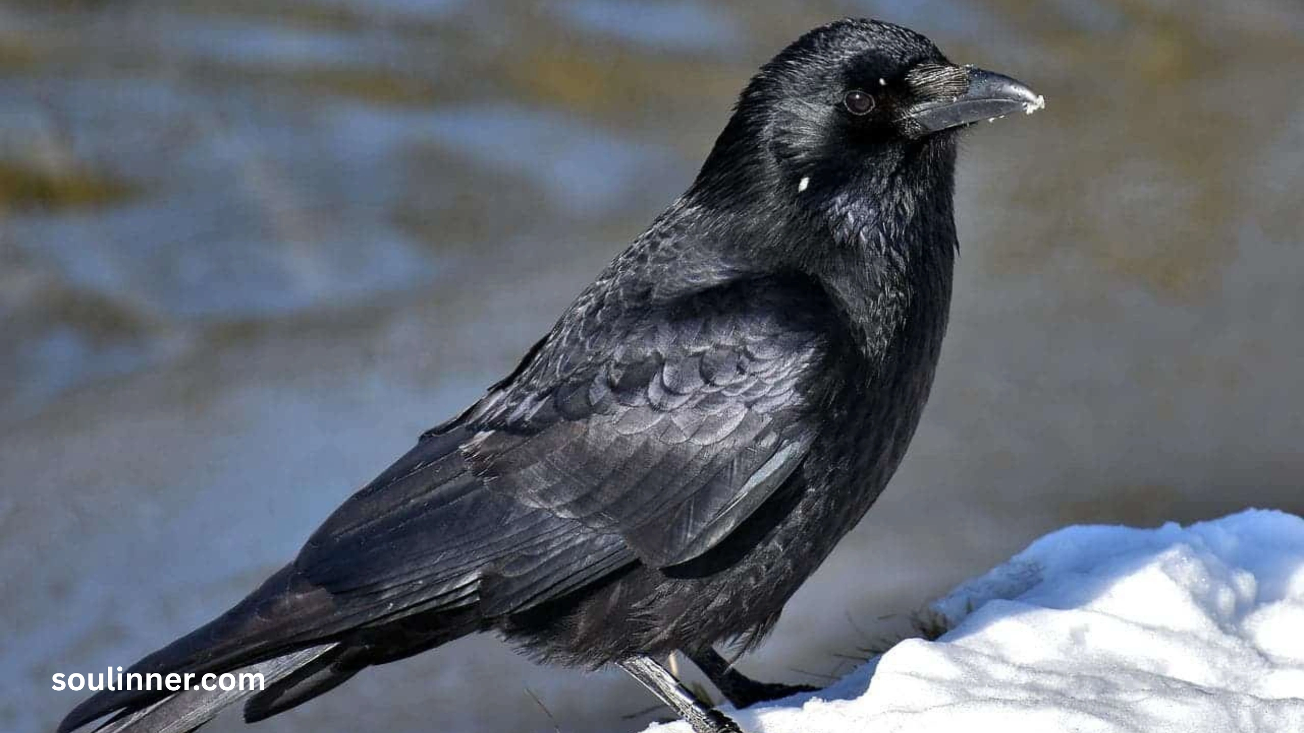 Spiritual Meaning Raven