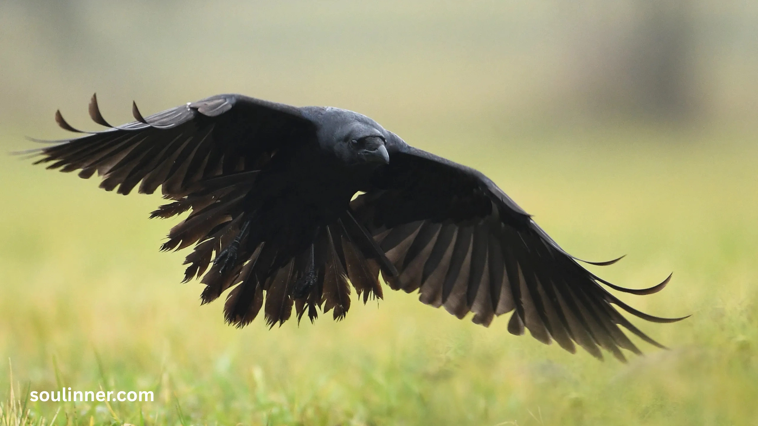 Spiritual Meaning Raven