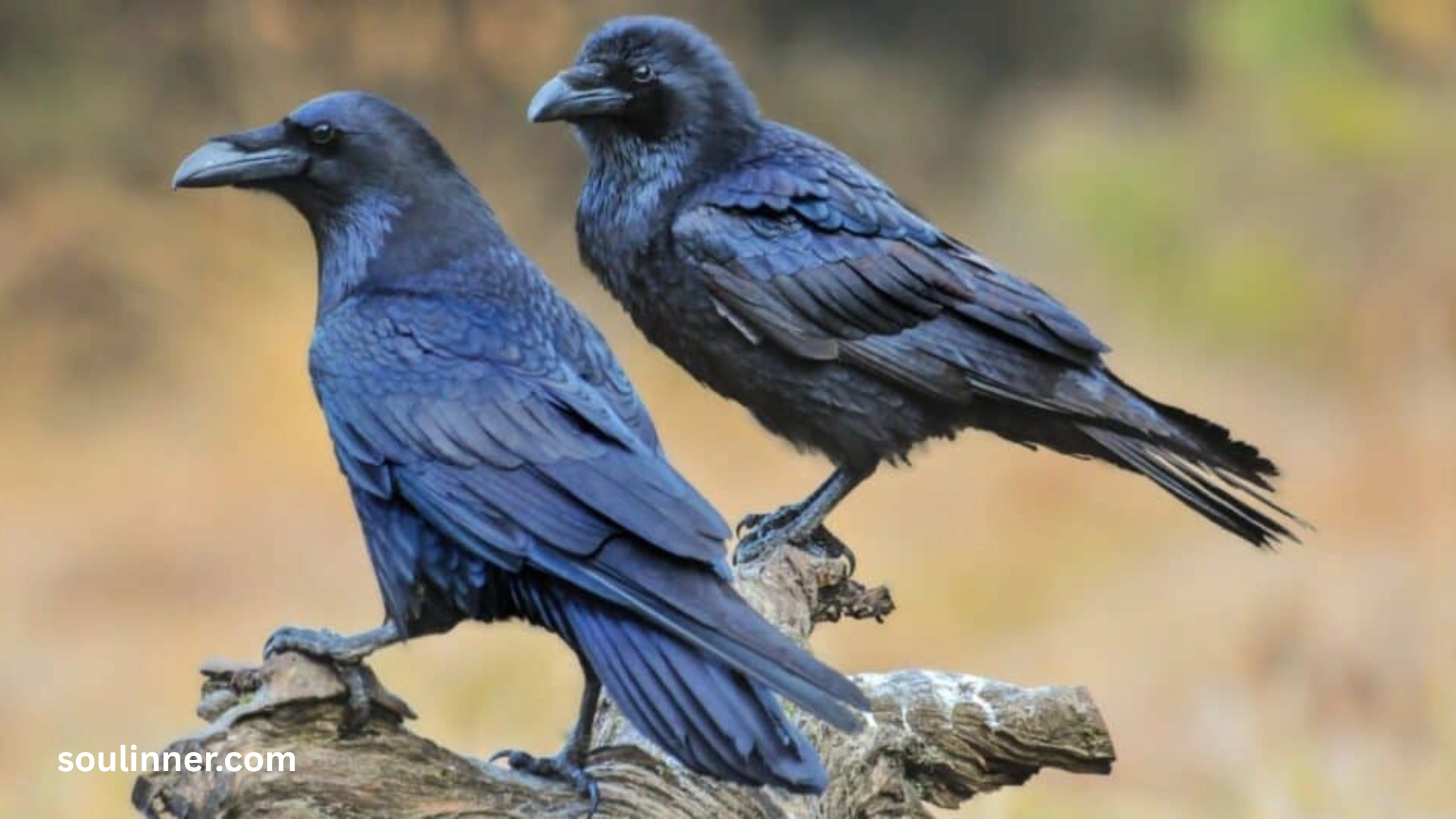  Spiritual Meaning Raven