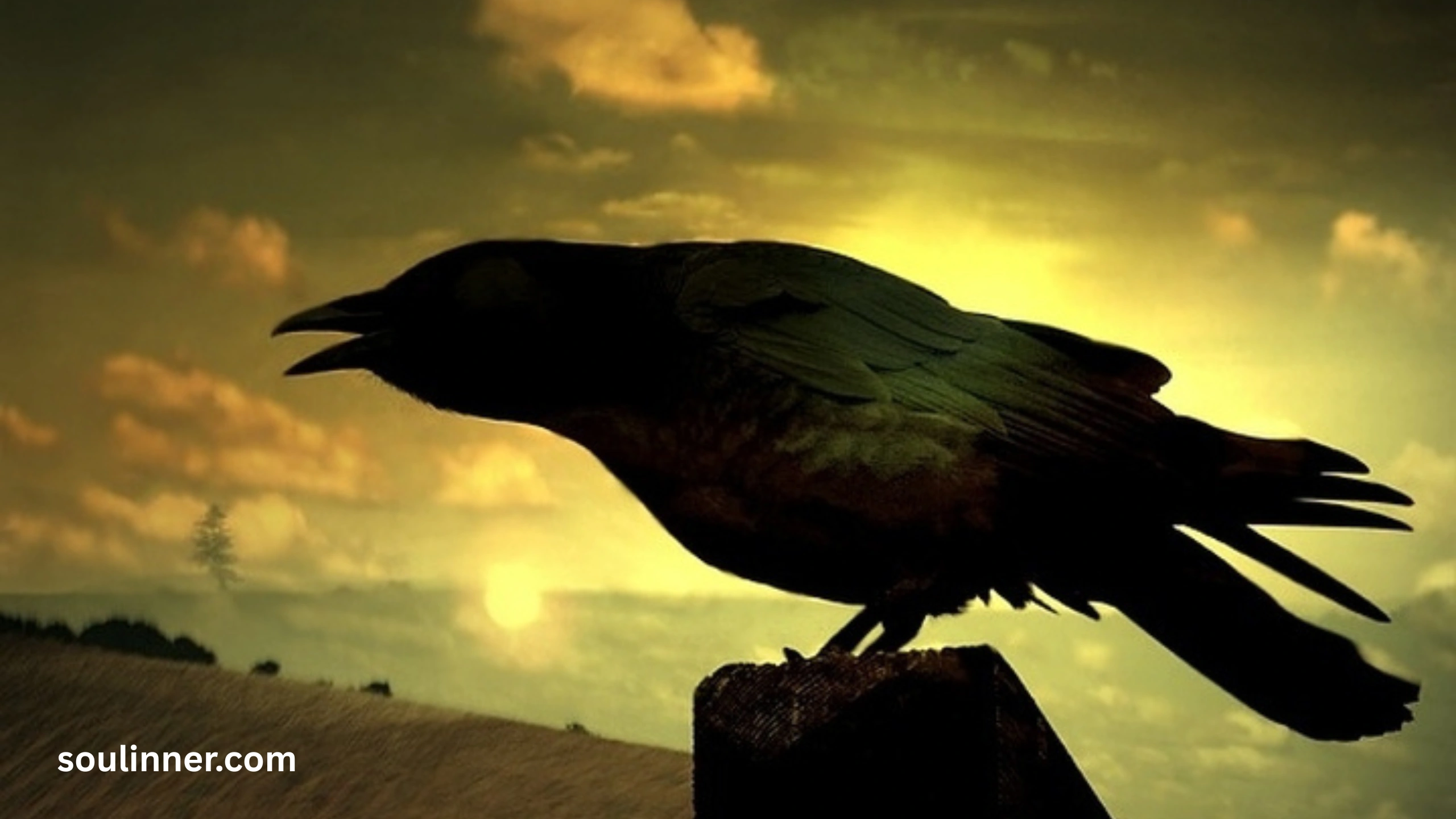 Spiritual Meaning Raven