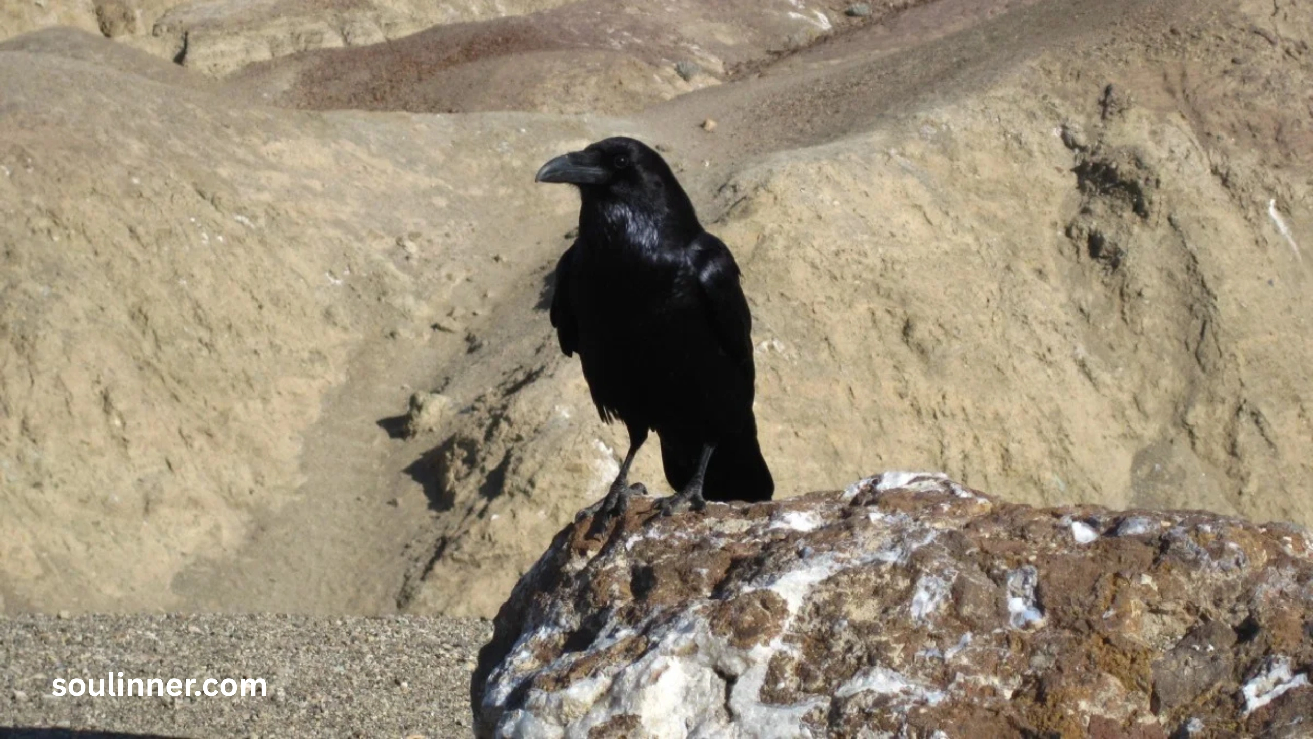Spiritual Meaning Raven