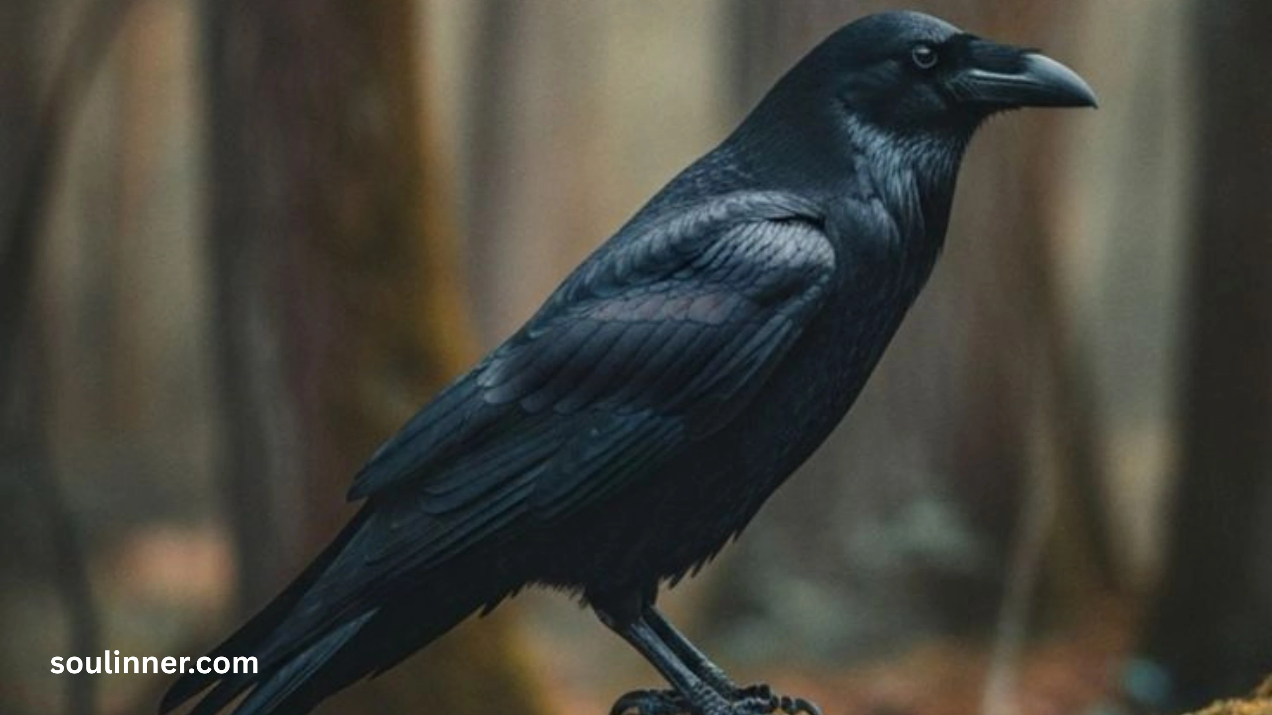 Spiritual Meaning Raven