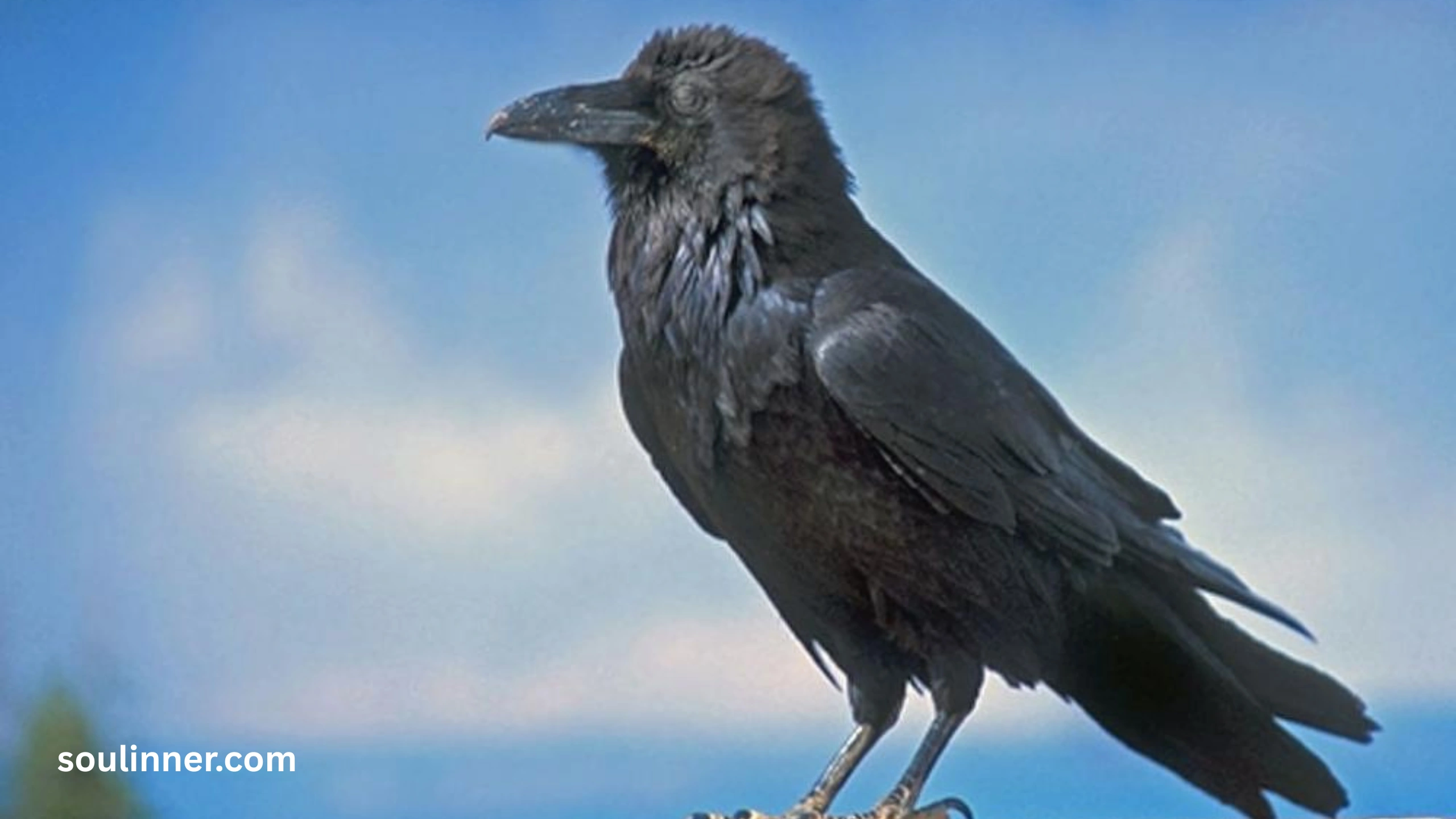 Spiritual Meaning Raven