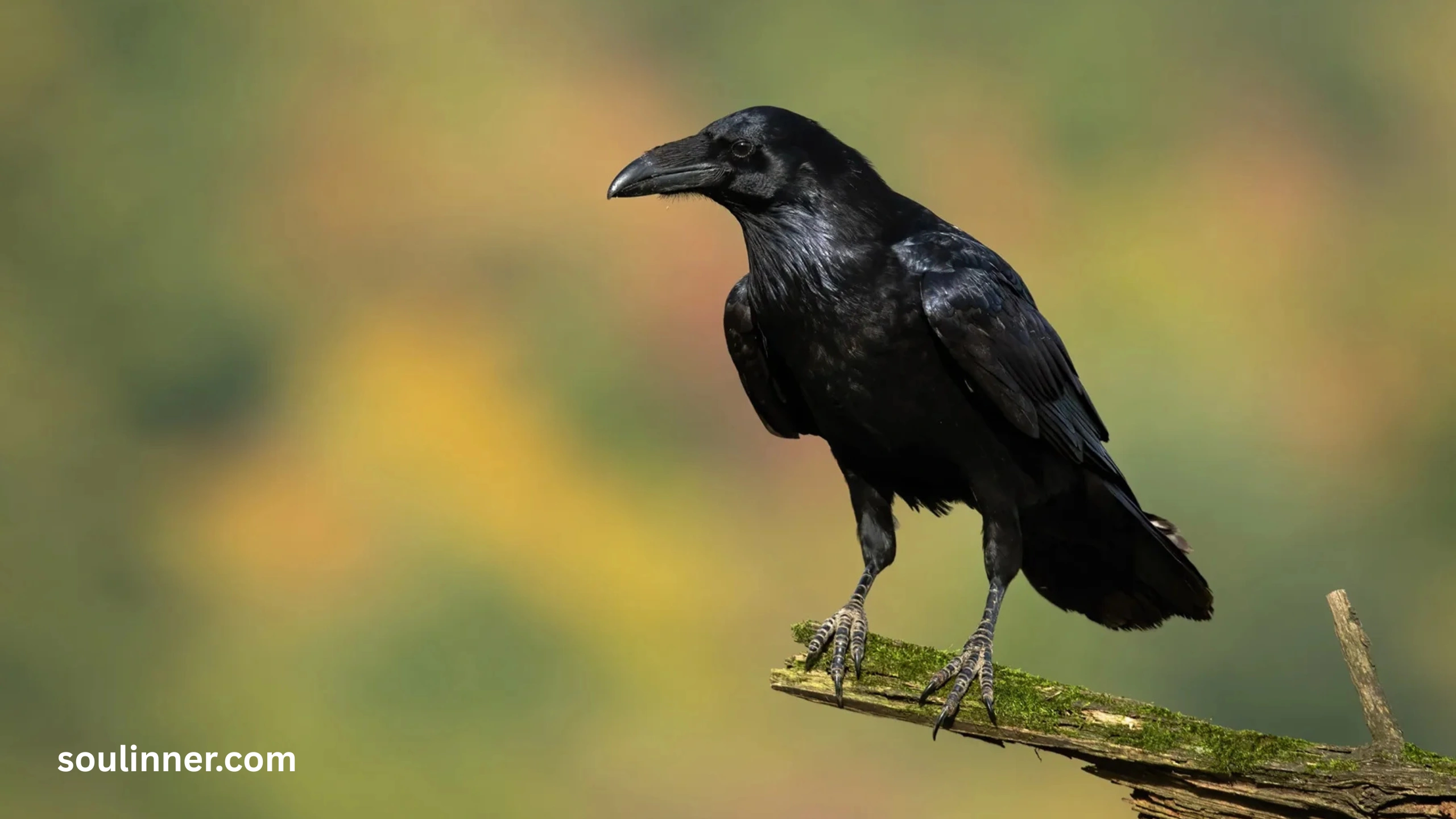 Spiritual Meaning Raven