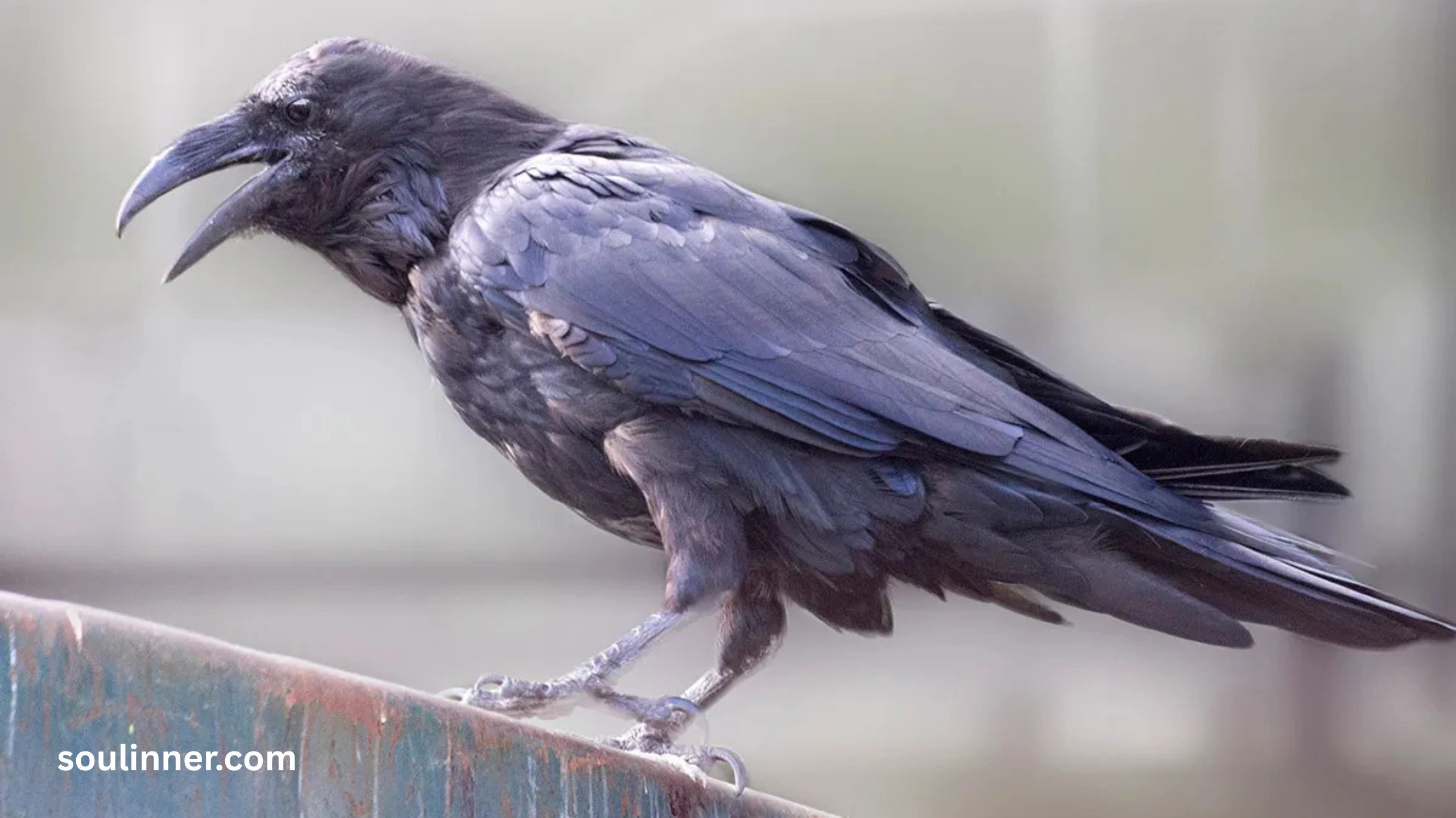 Spiritual Meaning Raven
