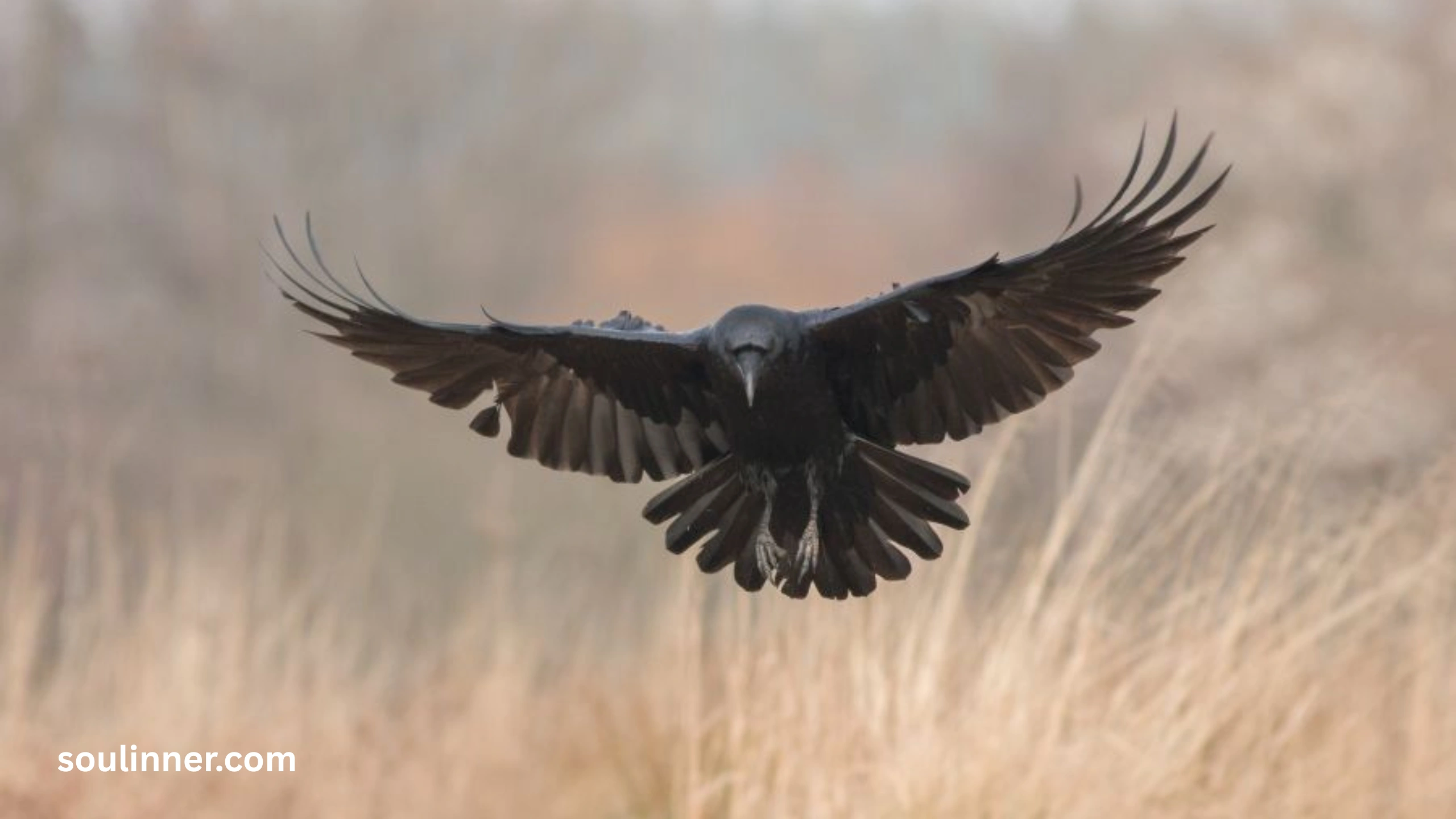 Spiritual Meaning Raven