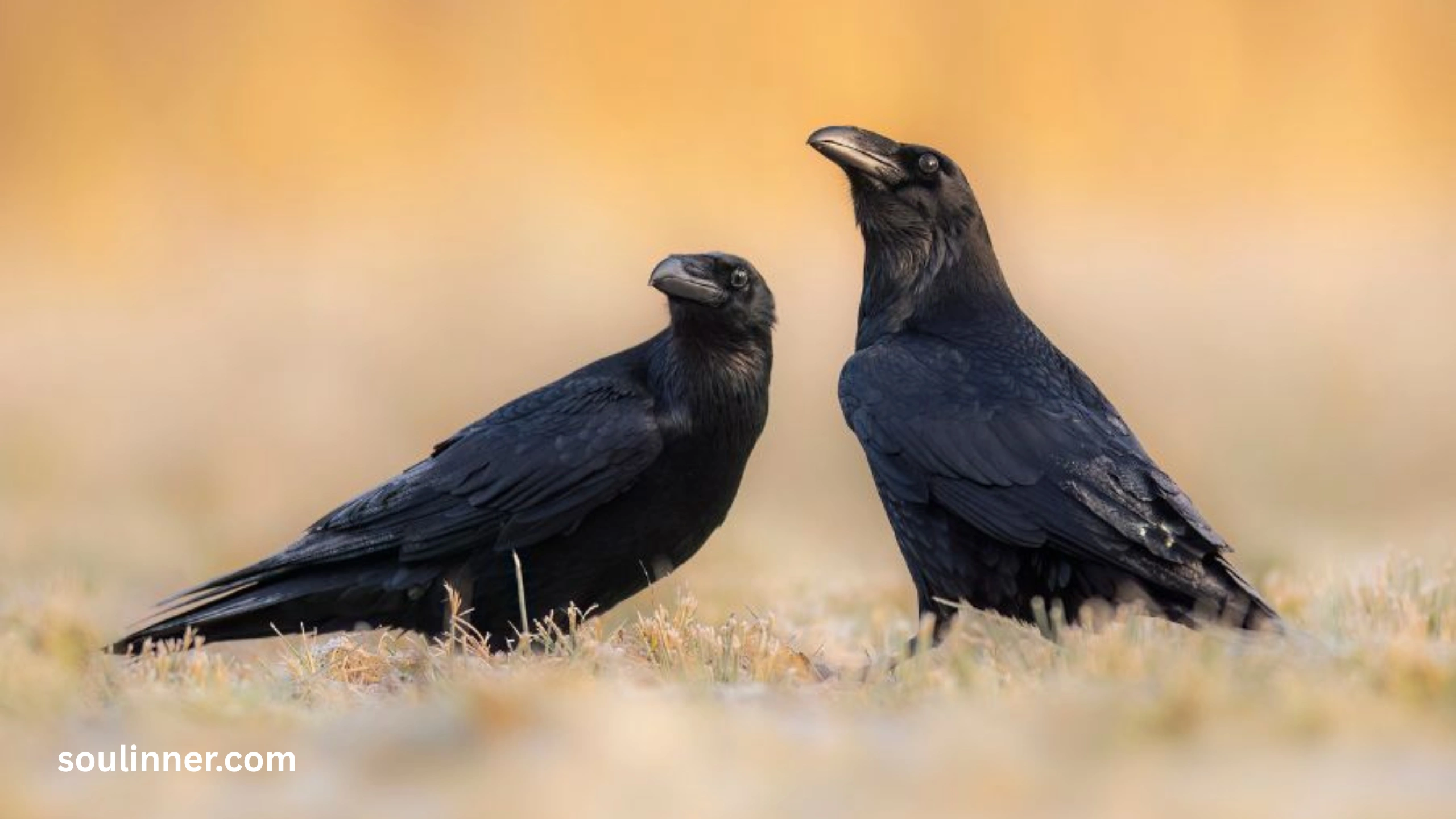 Spiritual Meaning Raven