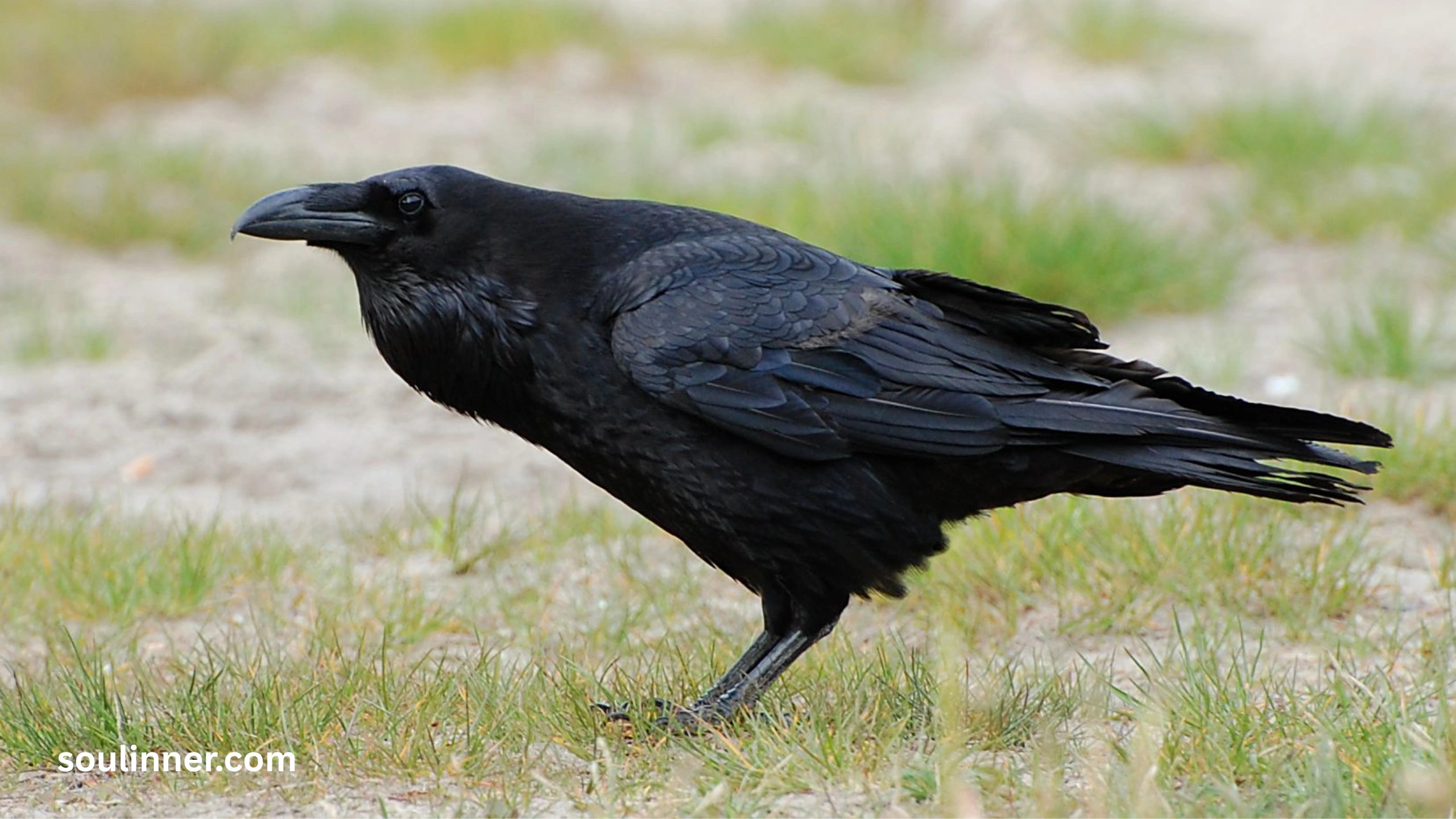 Spiritual Meaning Raven