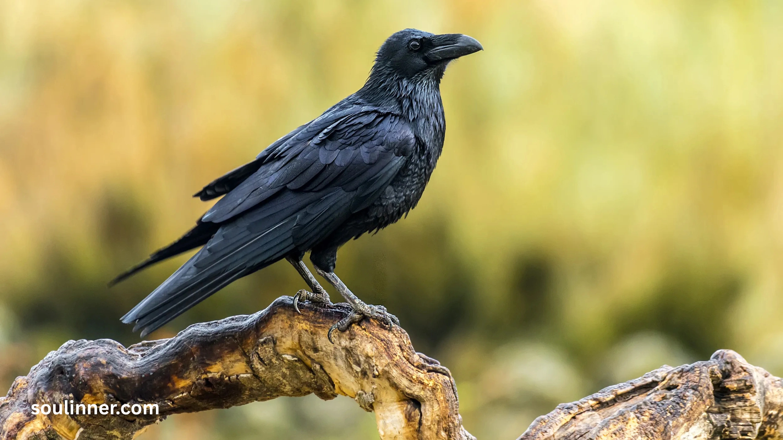 Spiritual Meaning Raven