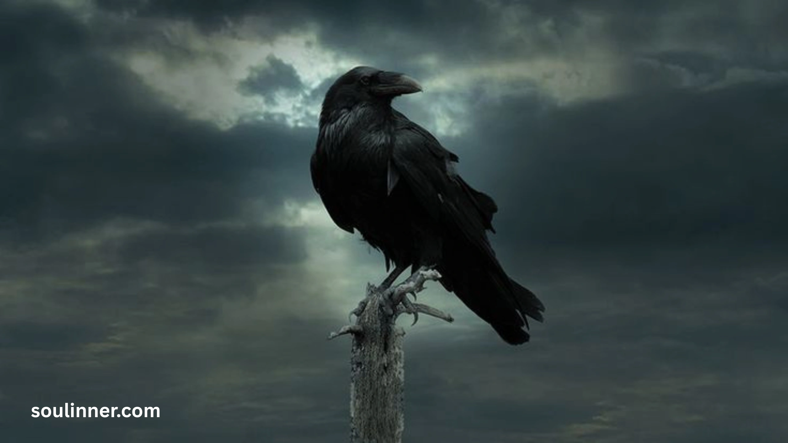 Spiritual Meaning Raven