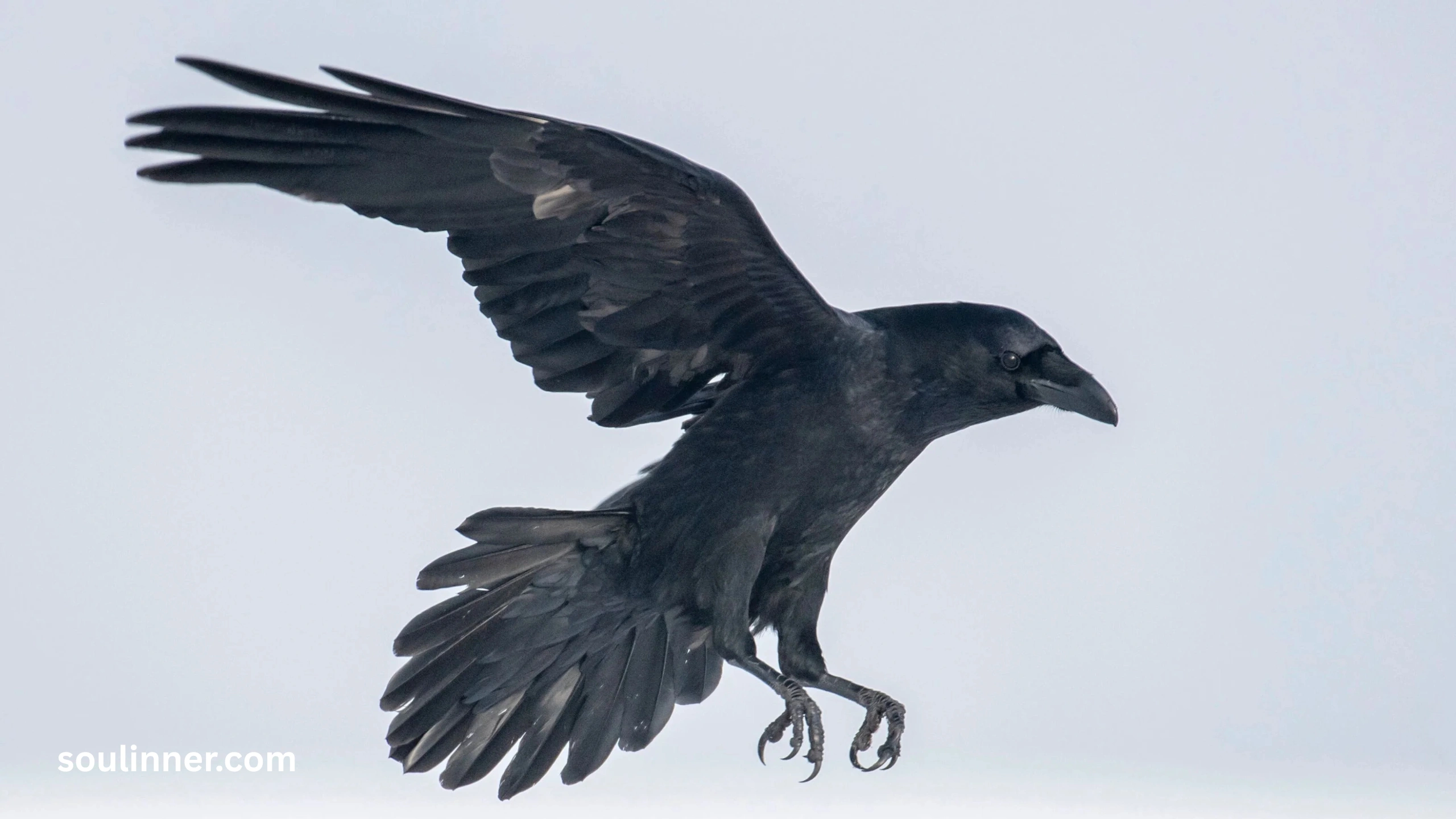 Spiritual Meaning Raven
