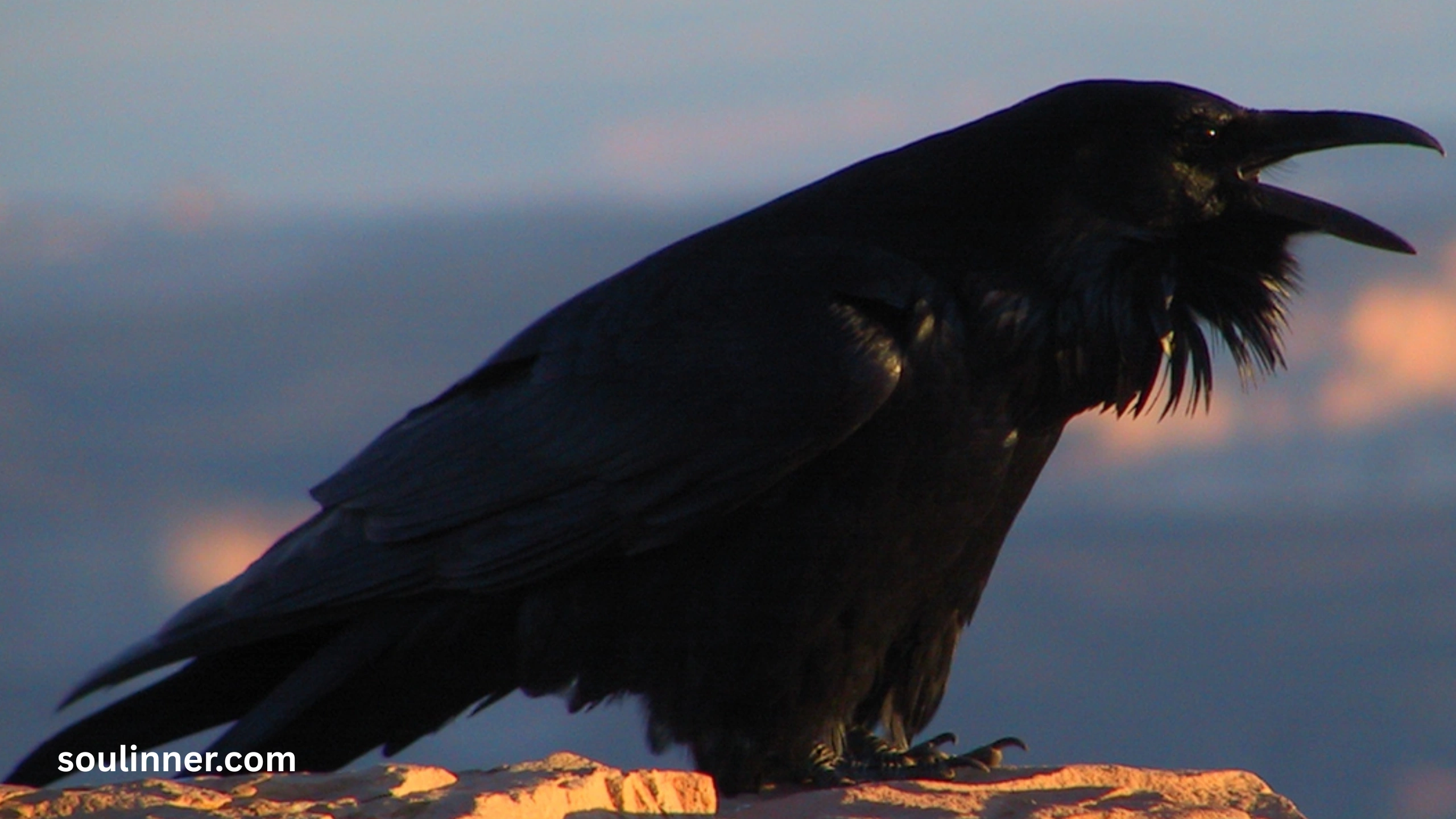 Spiritual Meaning Raven