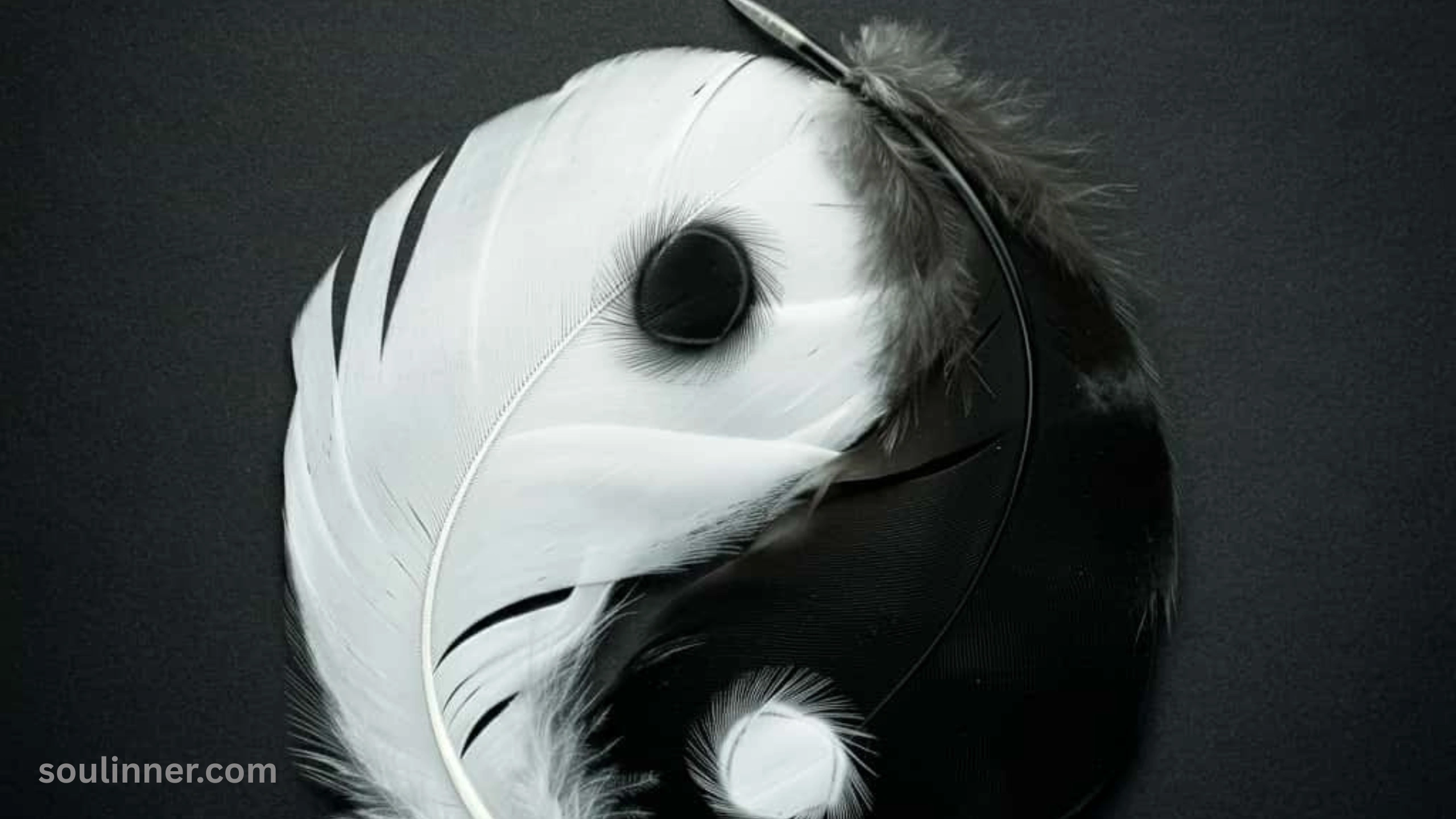  Spiritual Meaning of Black and White Feathers