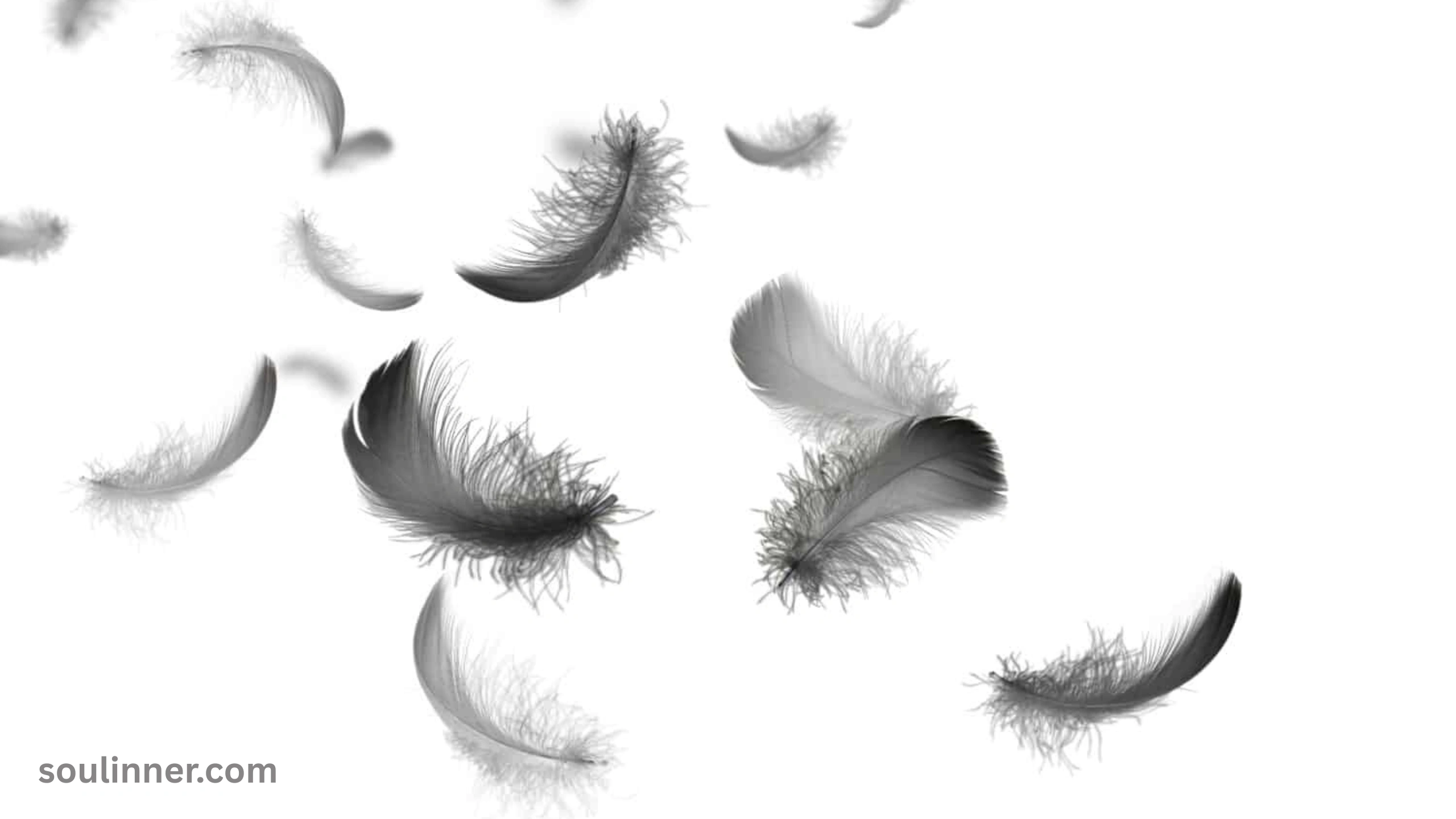 Spiritual Meaning of Black and White Feathers