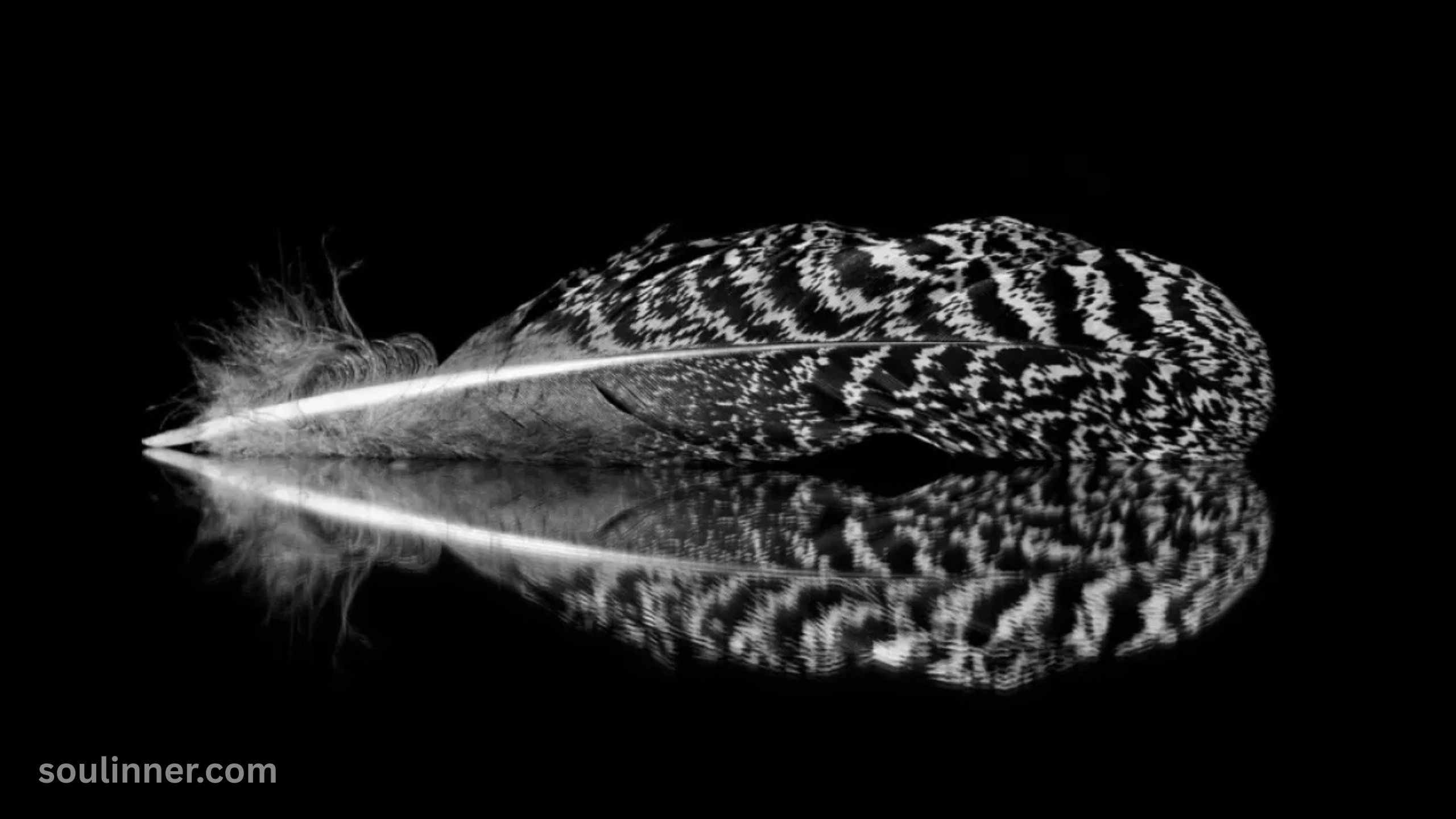 Spiritual Meaning of Black and White Feathers