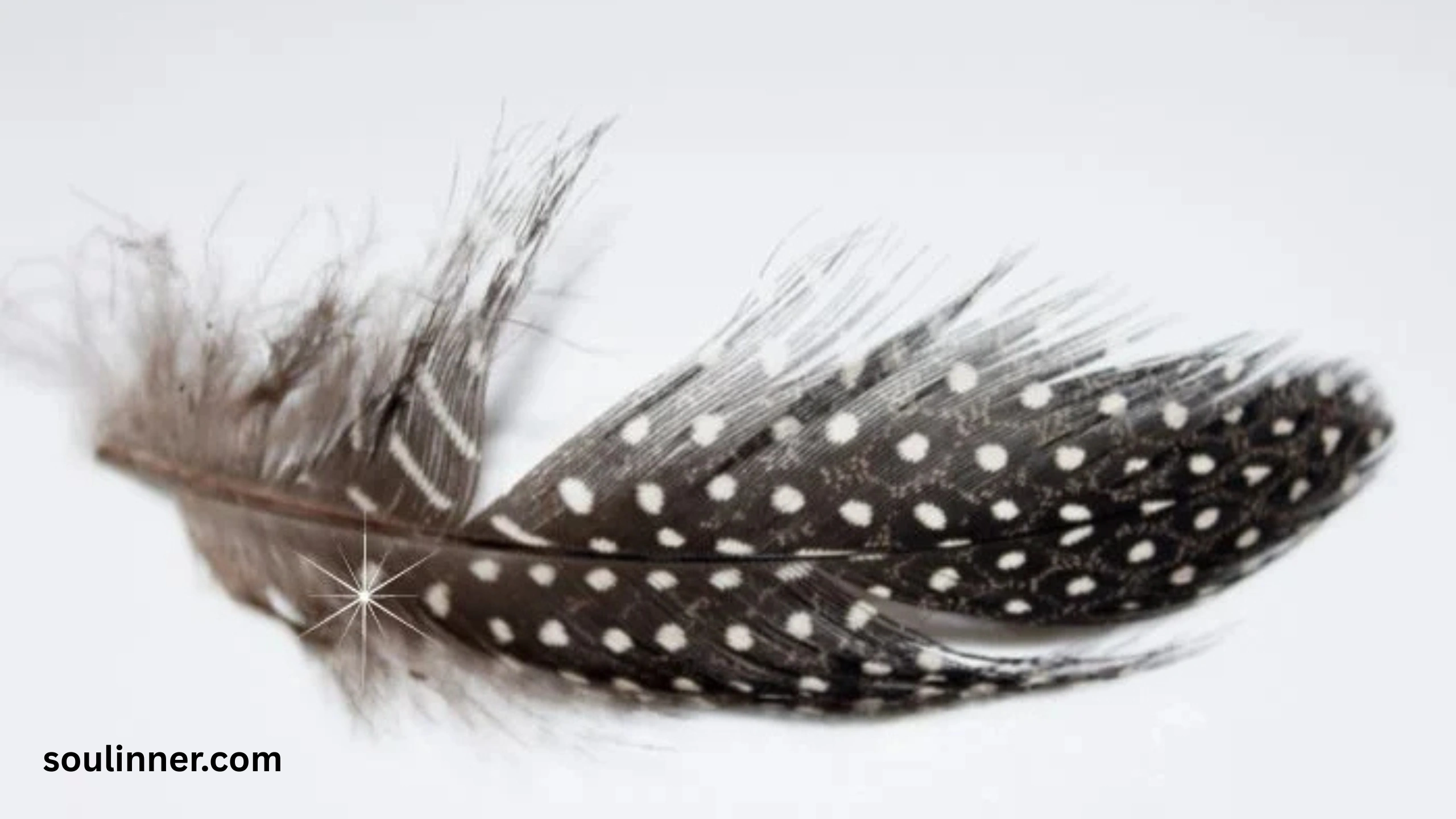 Spiritual Meaning of Black and White Feathers