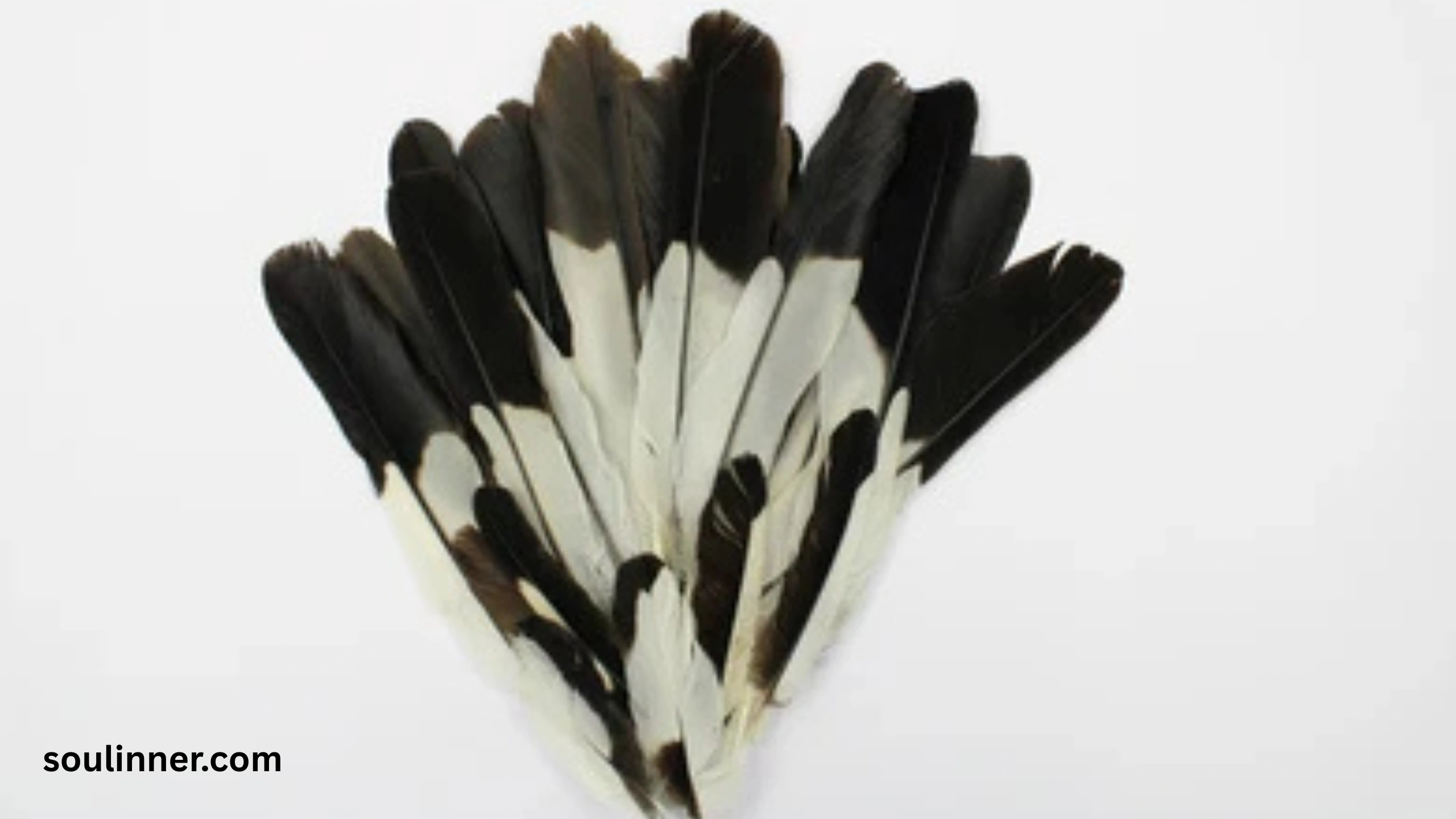 Spiritual Meaning of Black and White Feathers