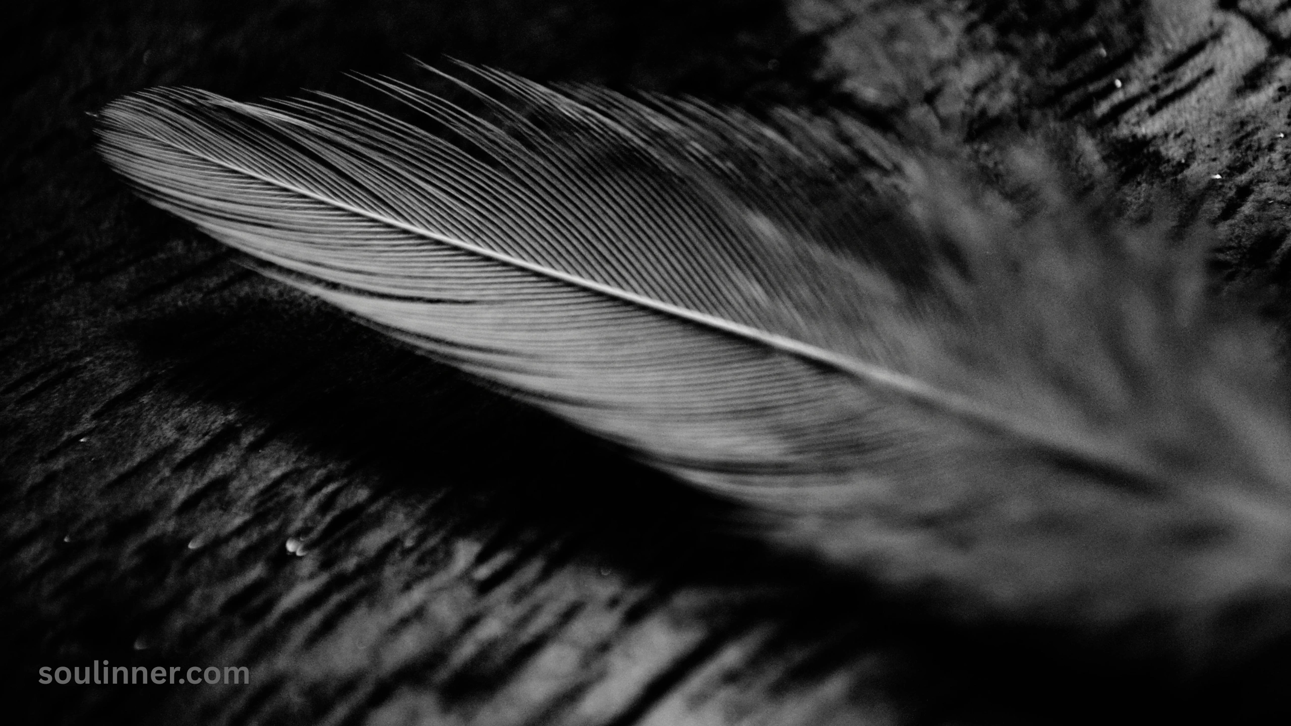 Spiritual Meaning of Black and White Feathers