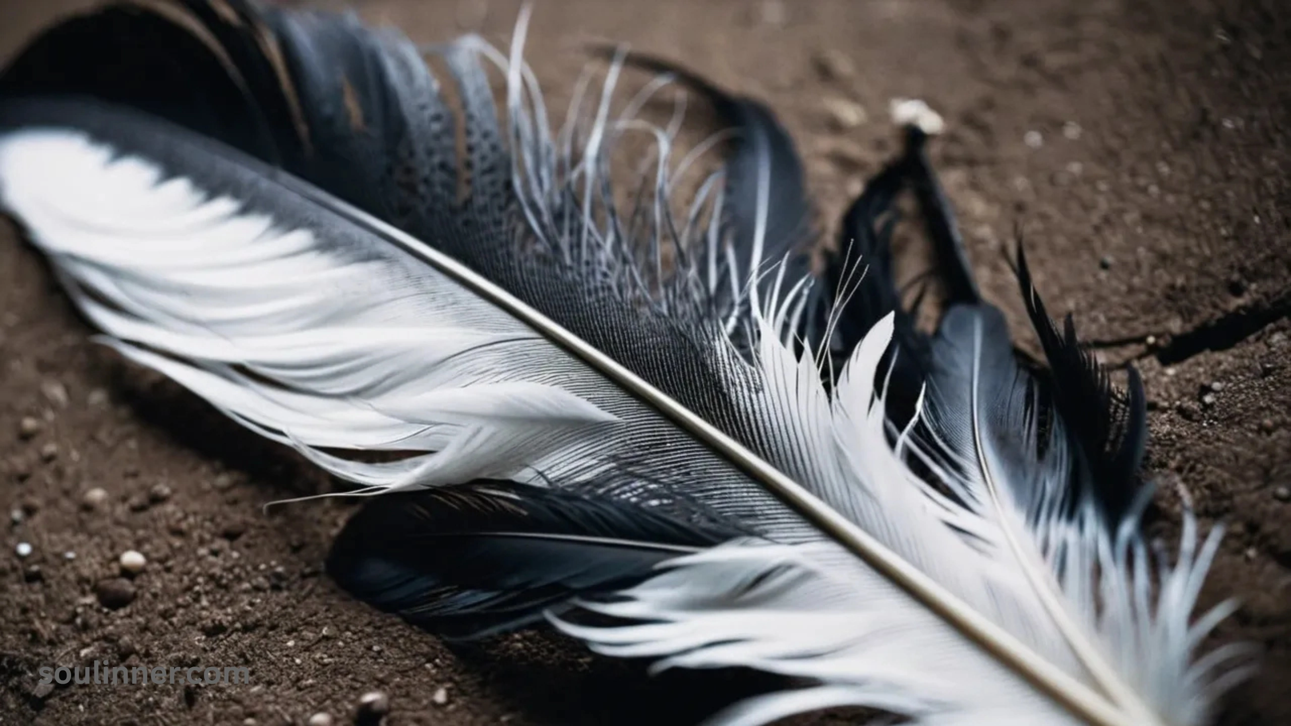 Spiritual Meaning of Black and White Feathers
