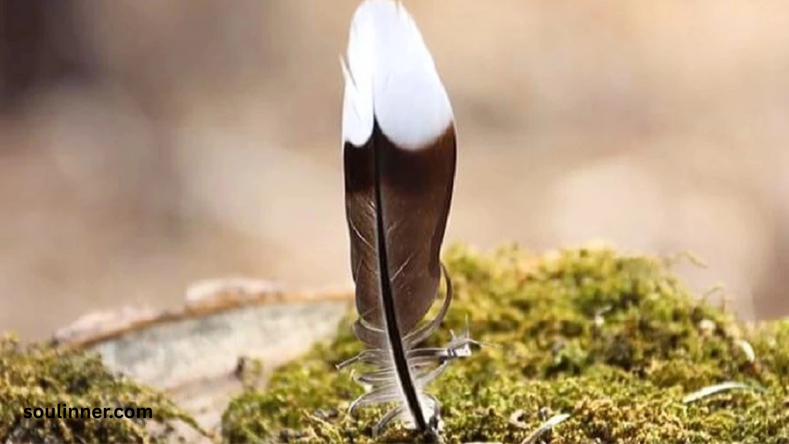  Spiritual Meaning of Black and White Feathers