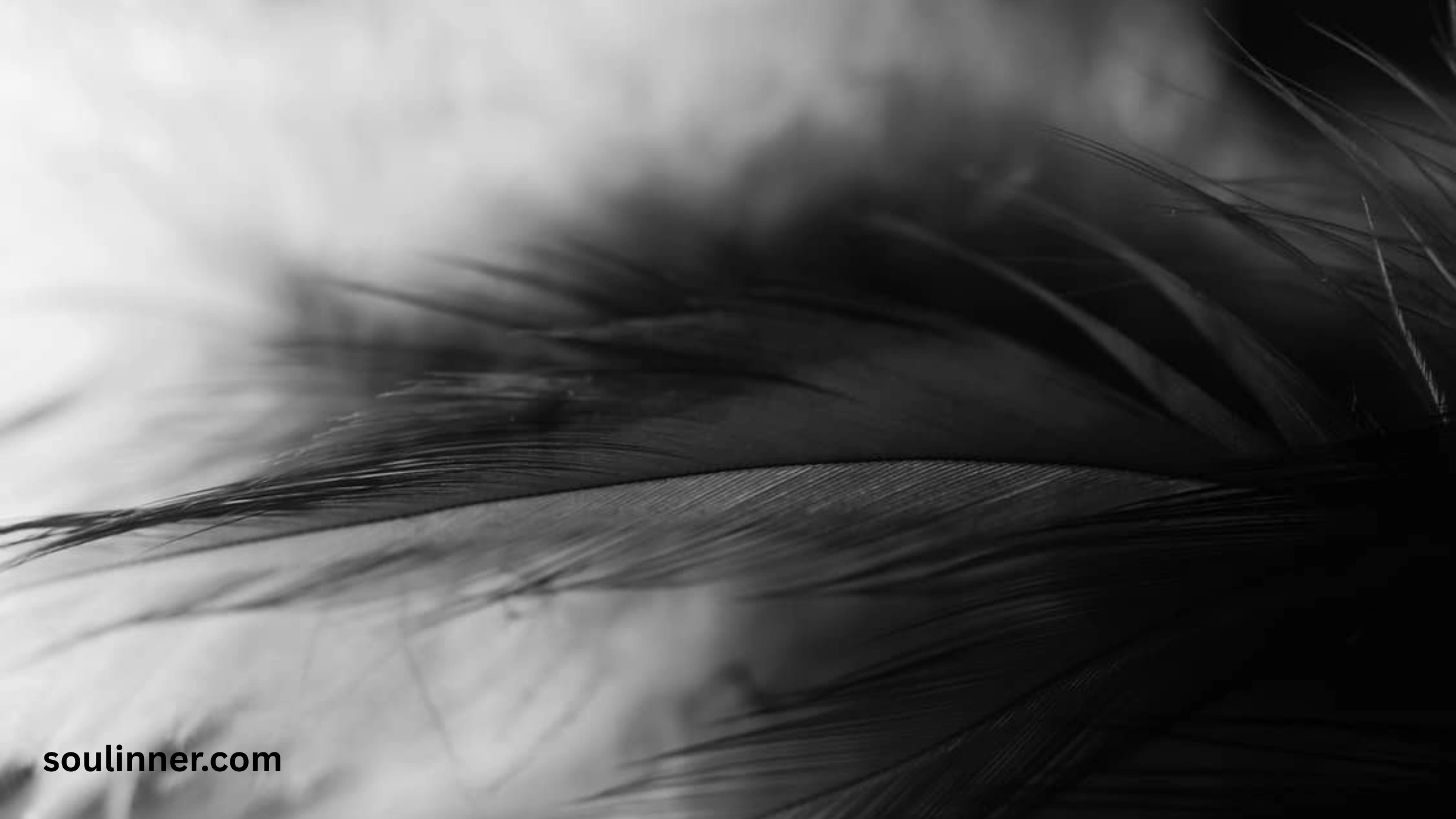 Spiritual Meaning of Black and White Feathers
