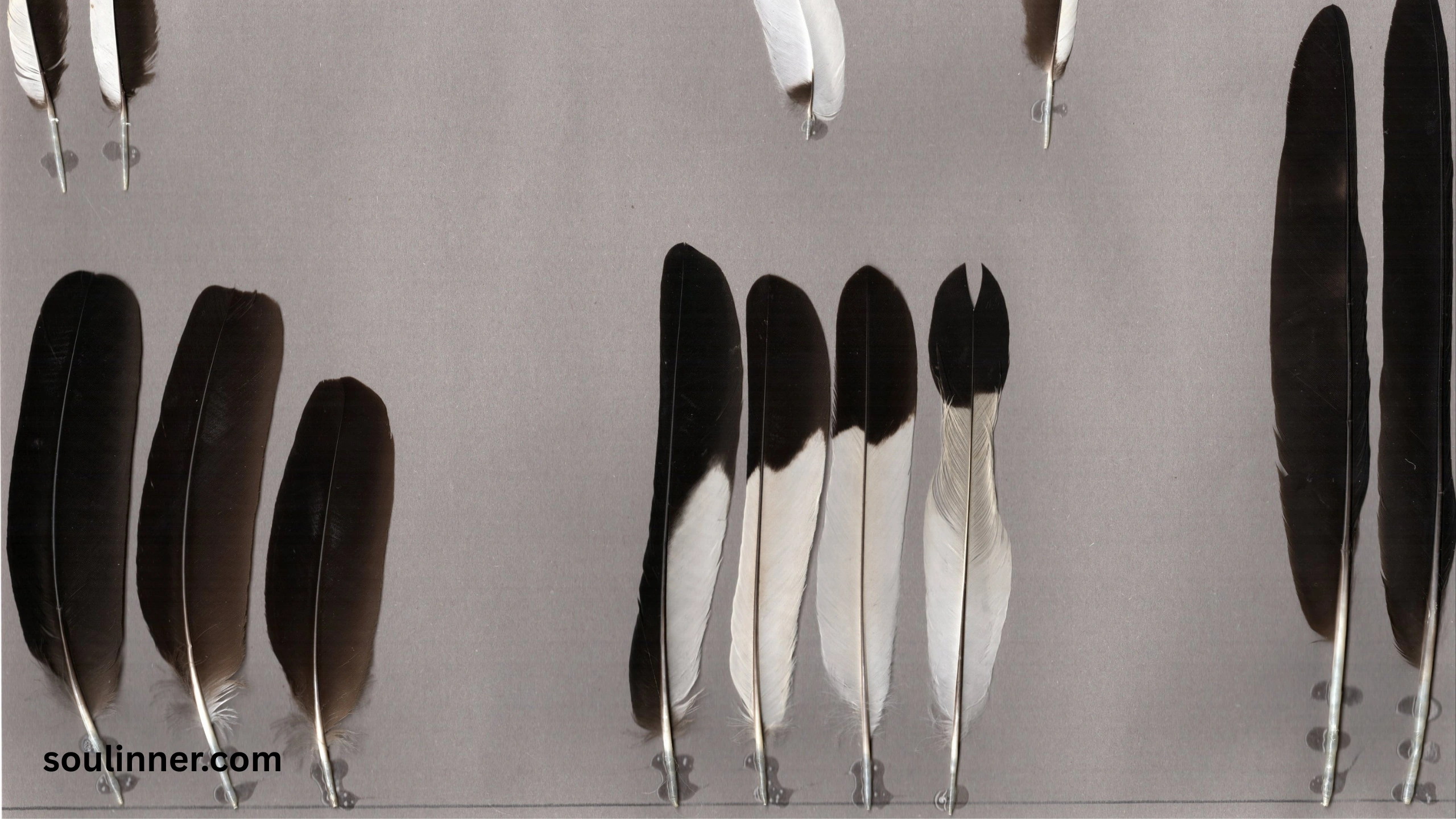  Spiritual Meaning of Black and White Feathers