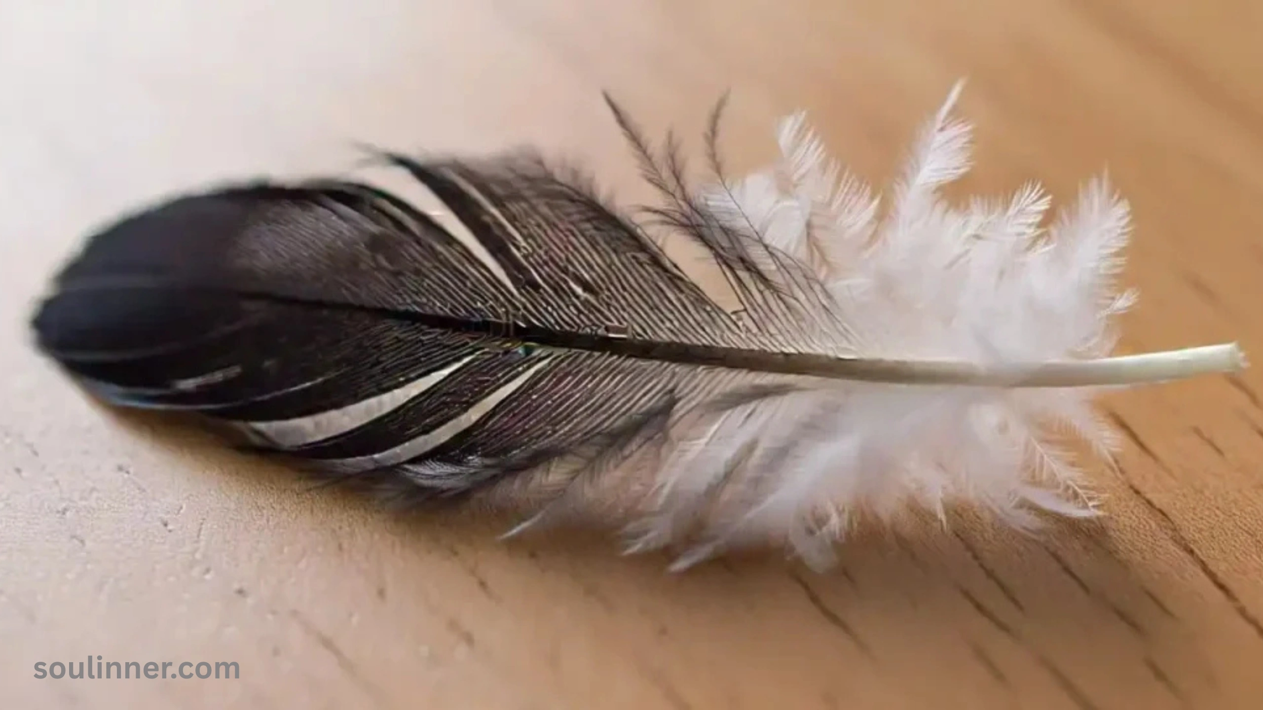 Spiritual Meaning of Black and White Feathers