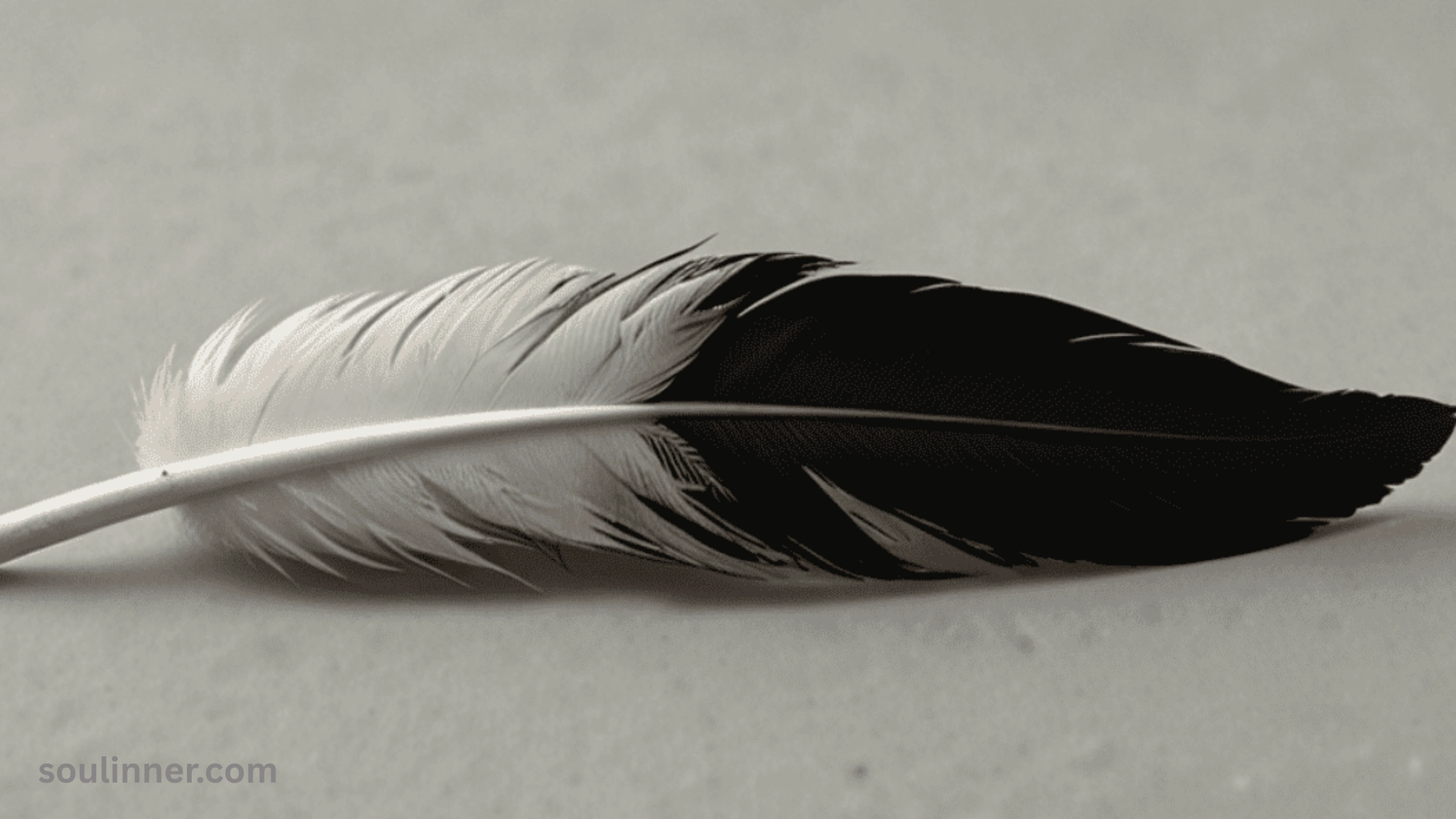 Spiritual Meaning of Black and White Feathers