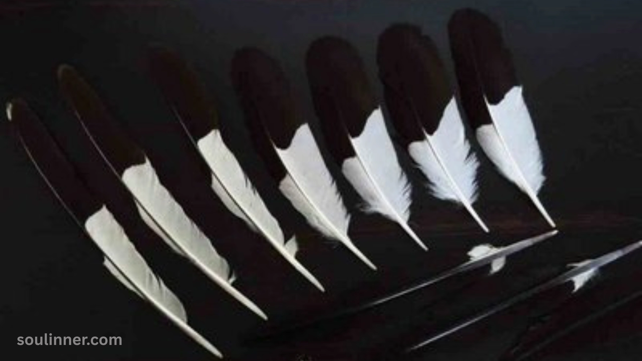 Spiritual Meaning of Black and White Feathers