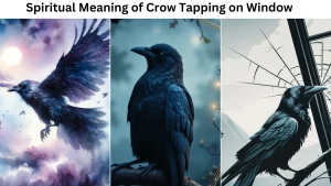 Spiritual Meaning of Crow Tapping on Window