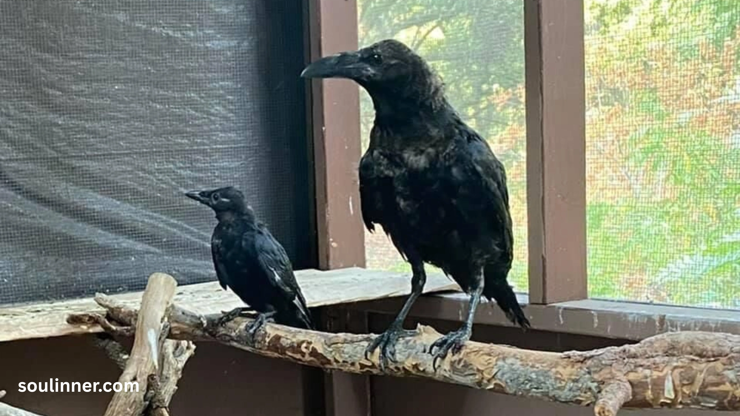 Spiritual Meaning of Crow Tapping on Window