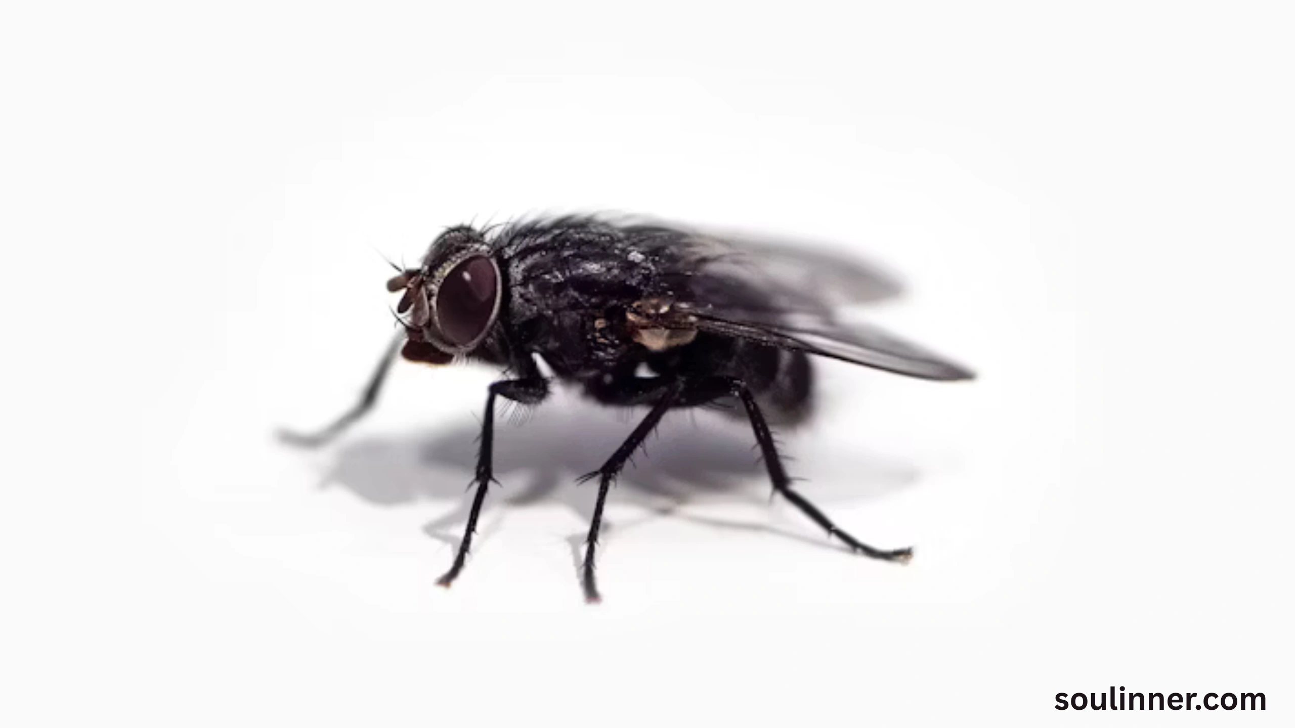 Spiritual Meaning of Flies in Your House