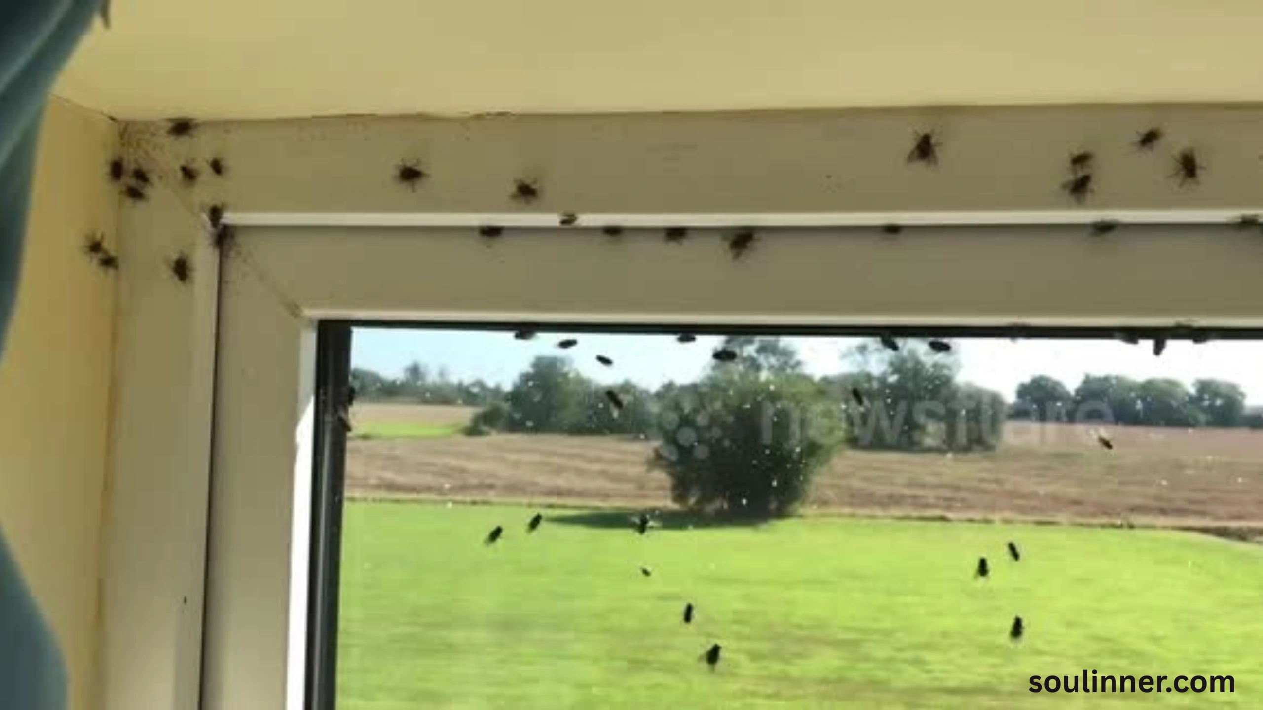 Spiritual Meaning of Flies in Your House