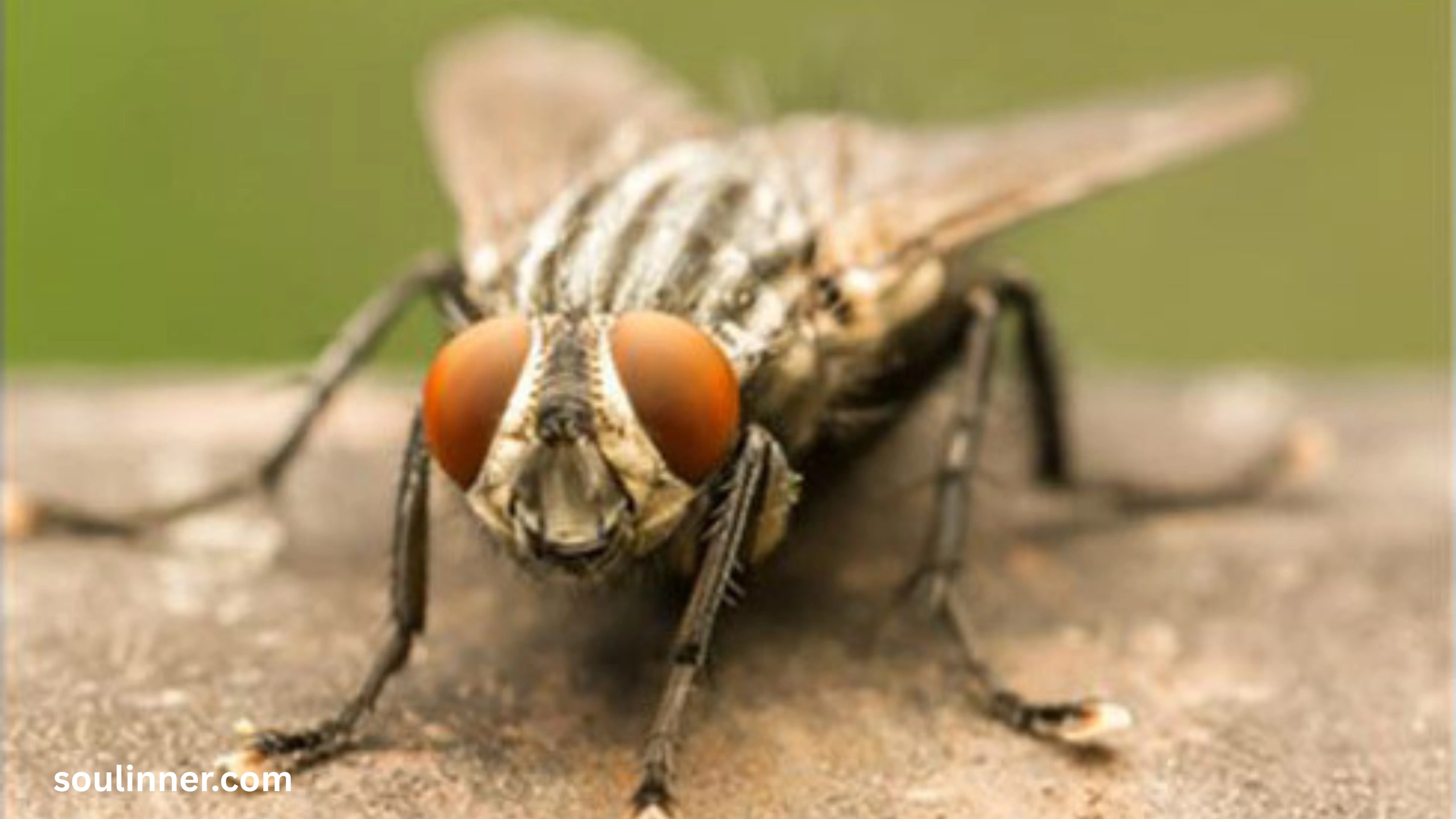 Spiritual Meaning of Flies in Your House