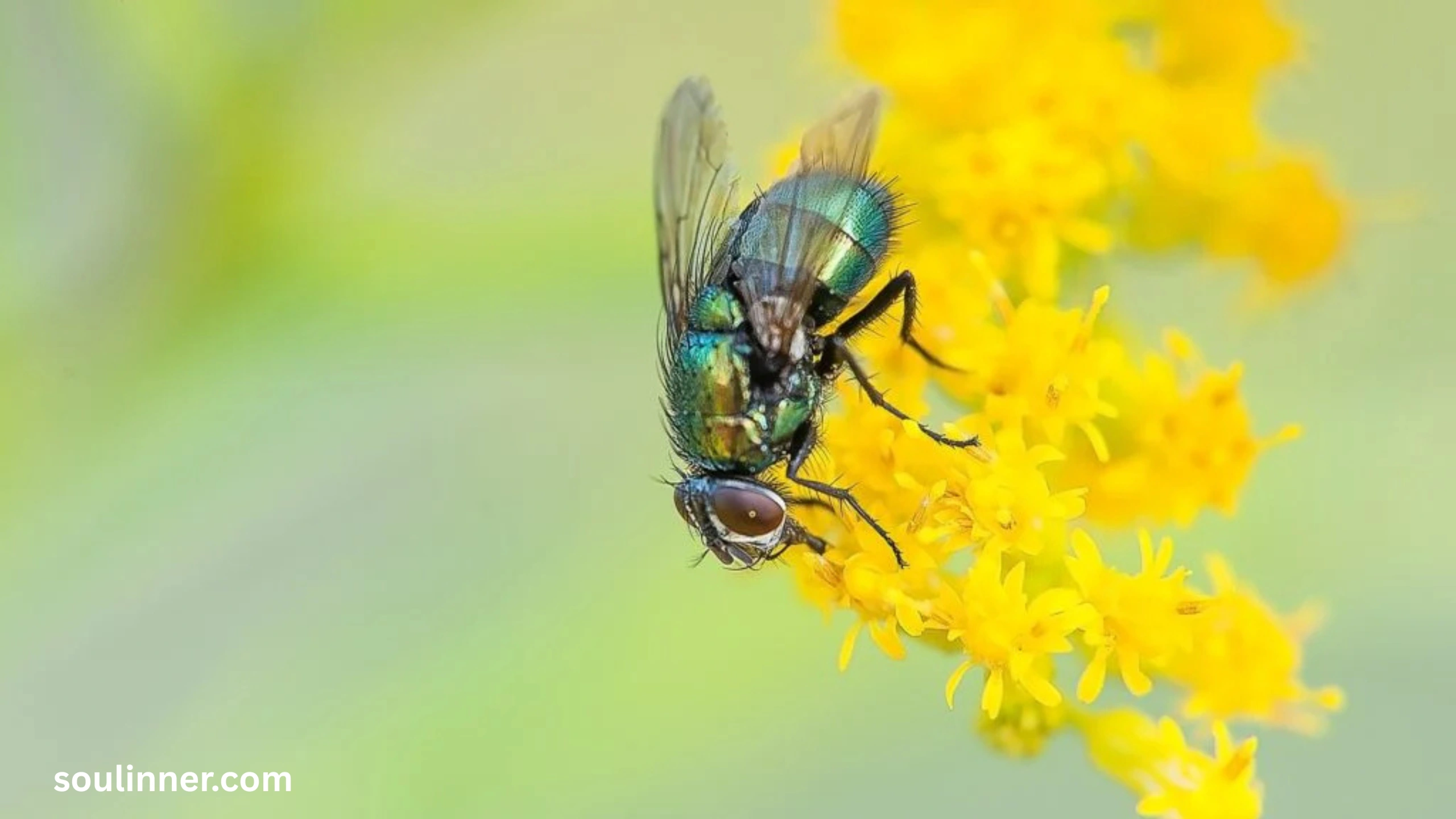 Spiritual Meaning of Flies in Your House