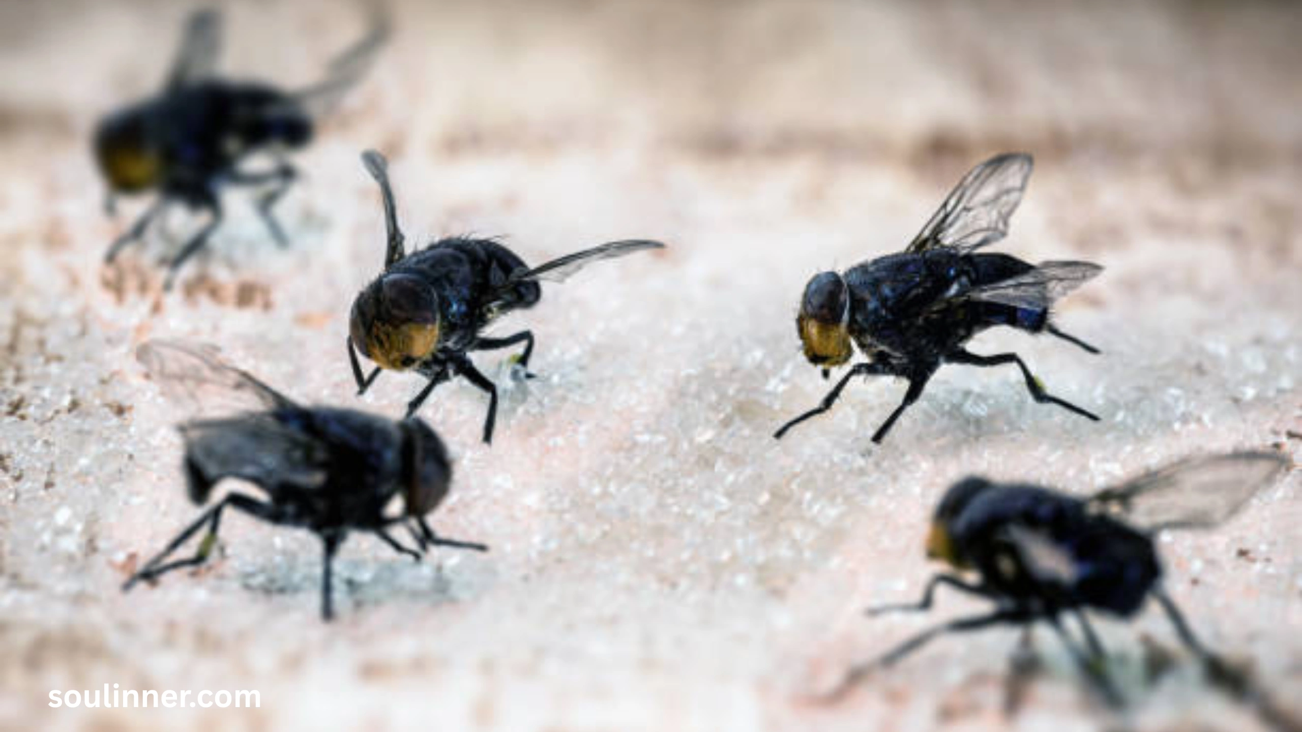 Spiritual Meaning of Flies in Your House