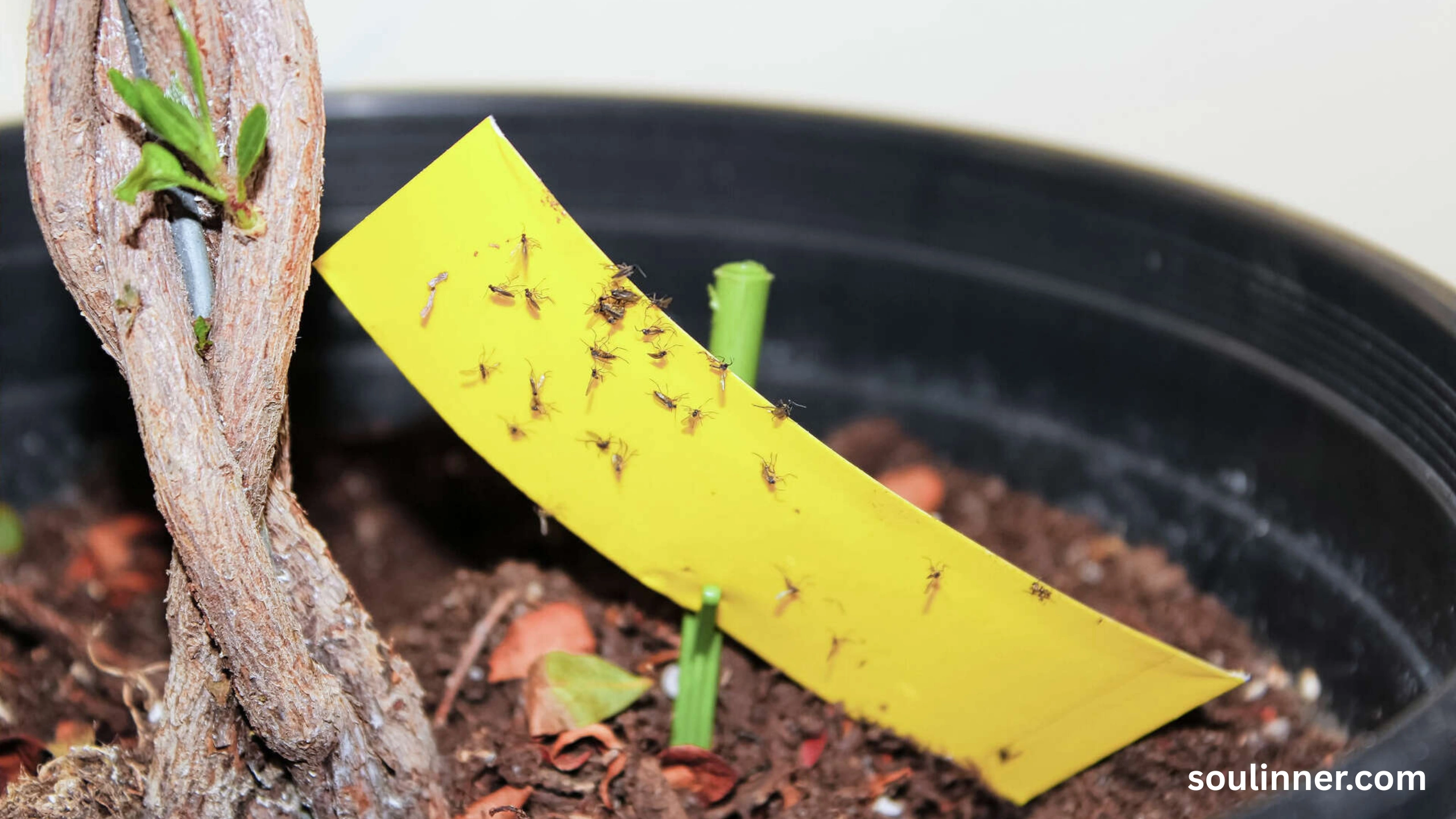 Spiritual Meaning of Gnats in Your House