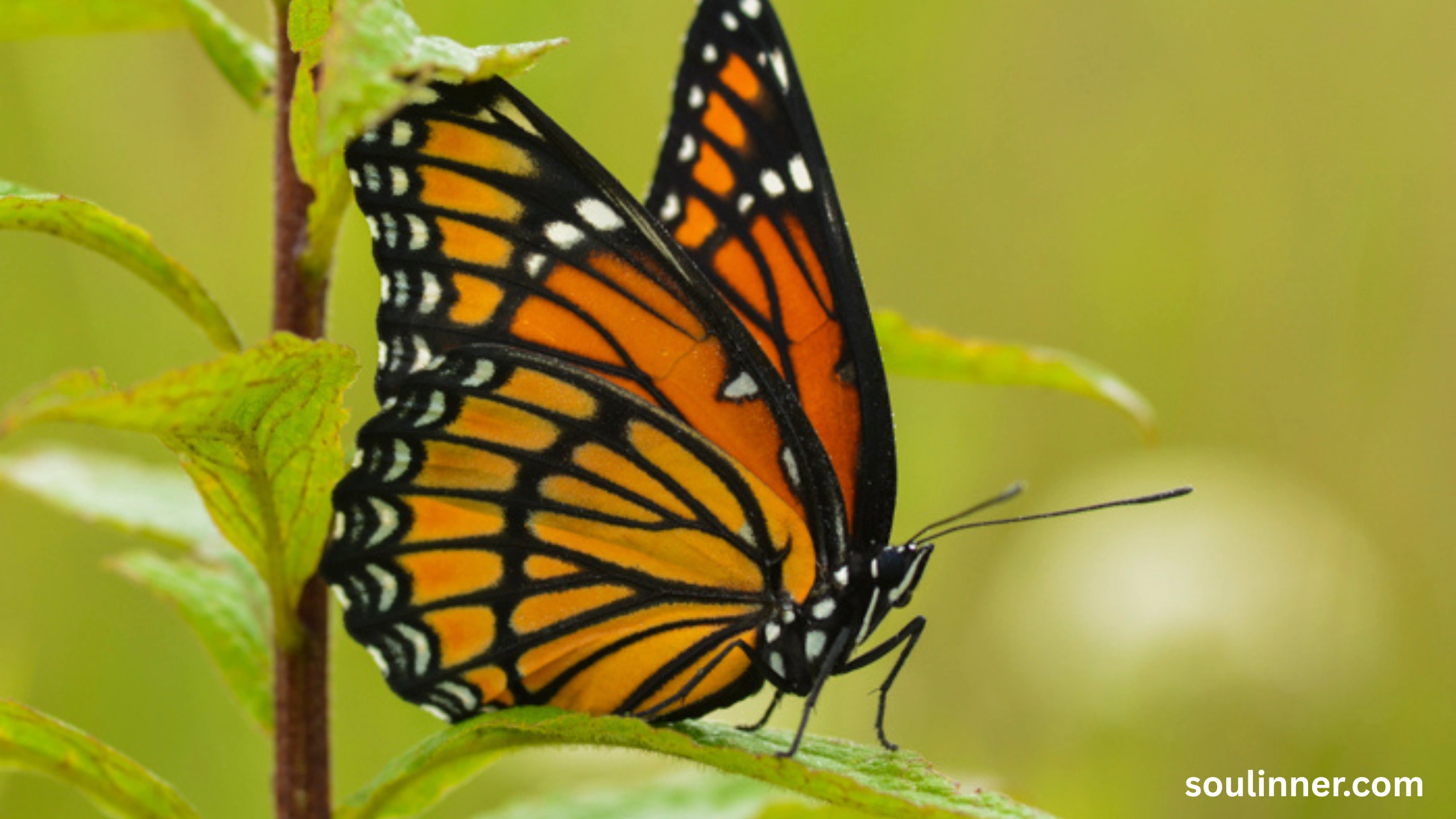 Spiritual Meaning of Orange and Black Butterfly