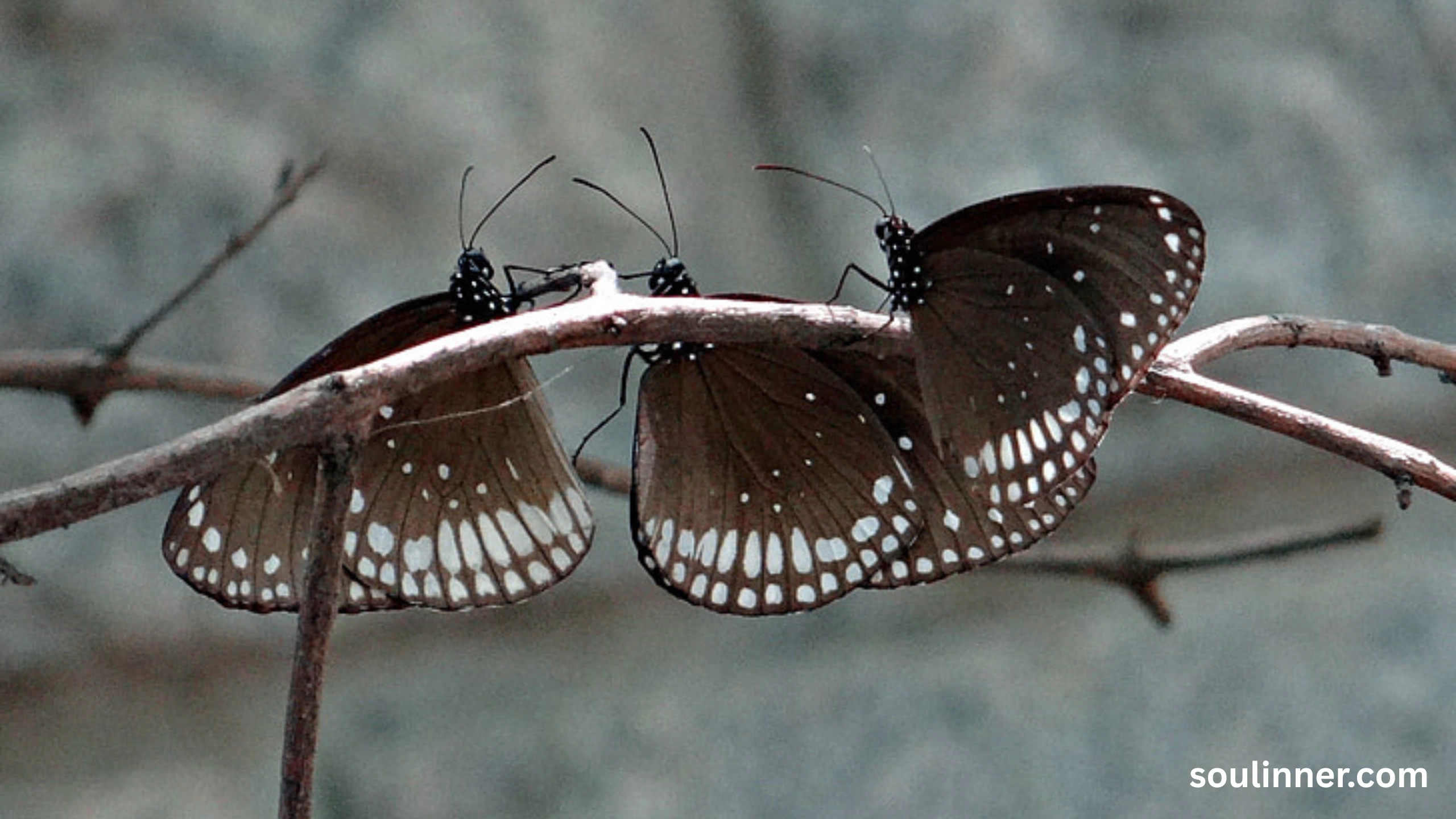 Spiritual Meaning of Orange and Black Butterfly