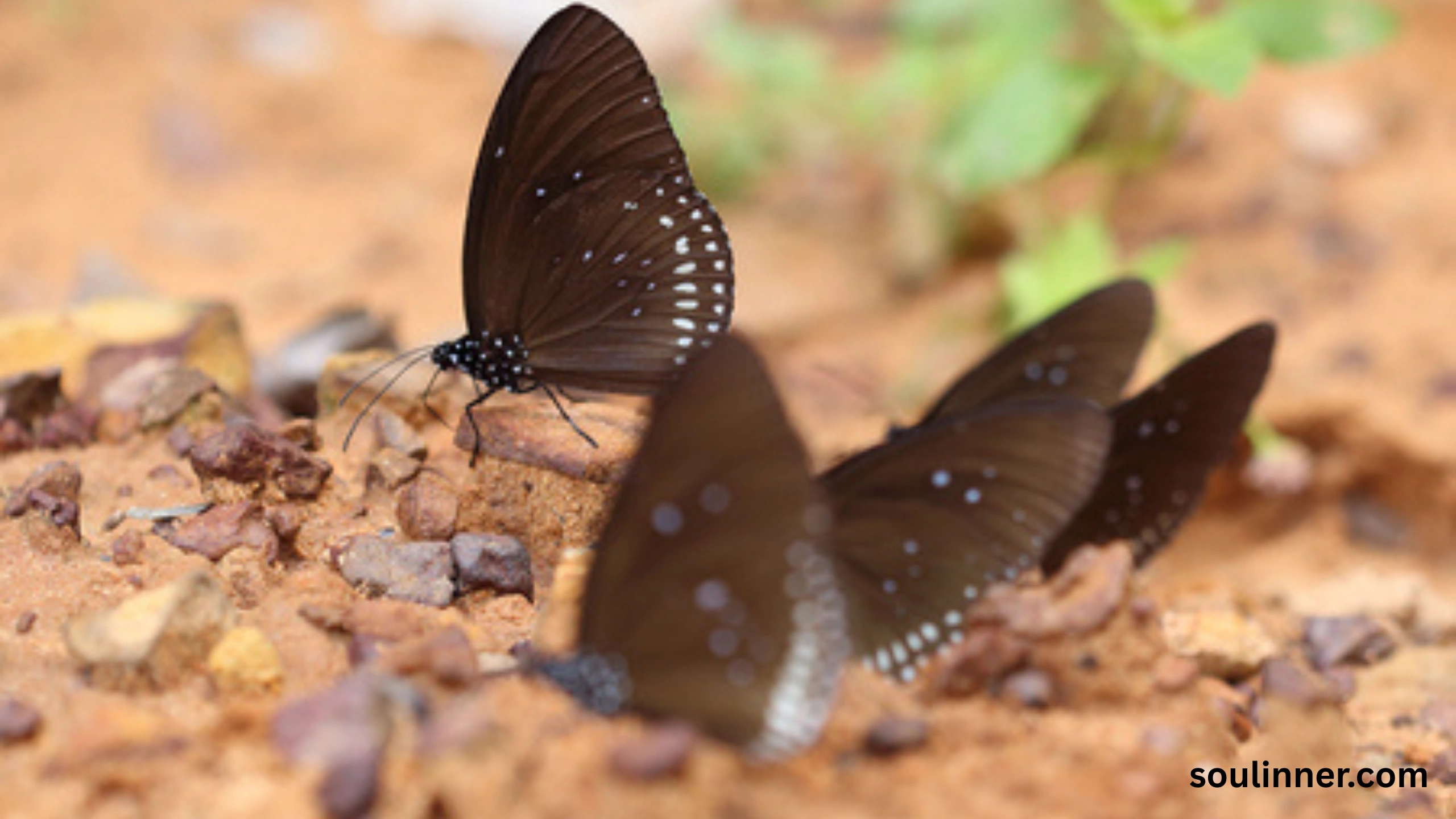 Spiritual Meaning of Orange and Black Butterfly
