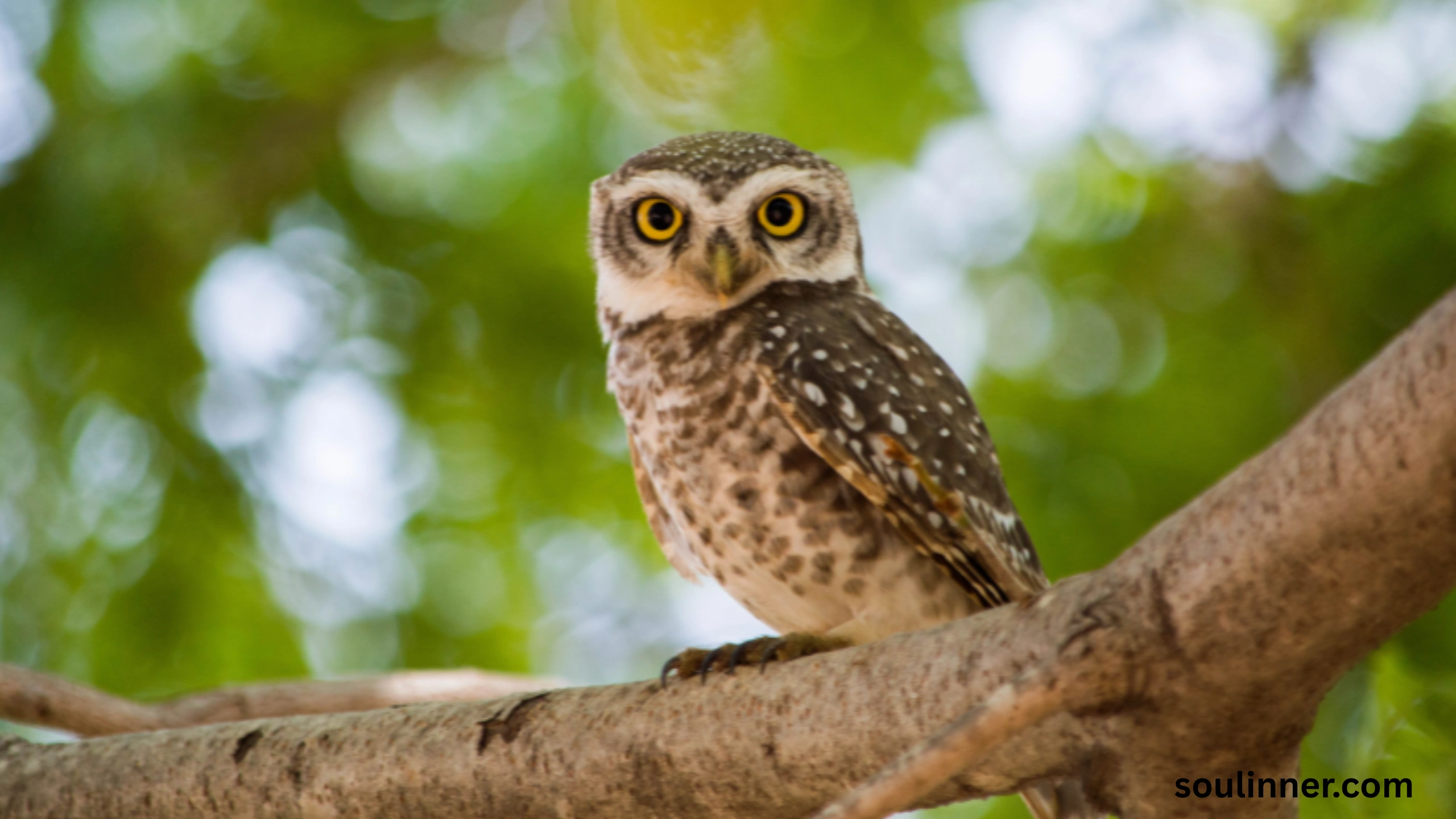 Spiritual Meaning of Seeing an Owl During the Day