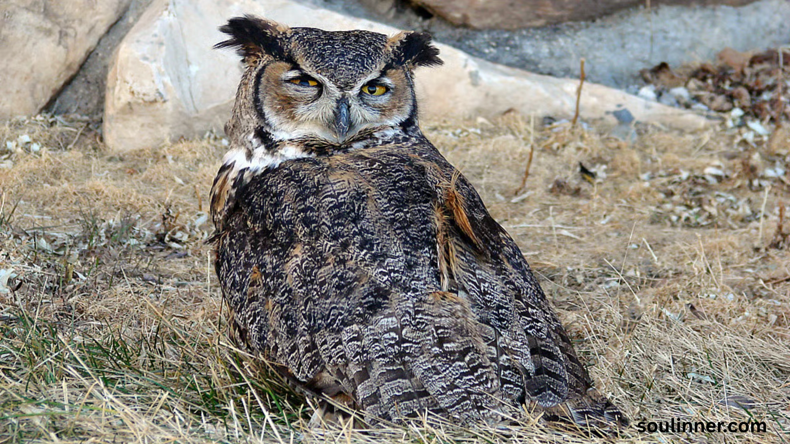 Spiritual Meaning of Seeing an Owl During the Day