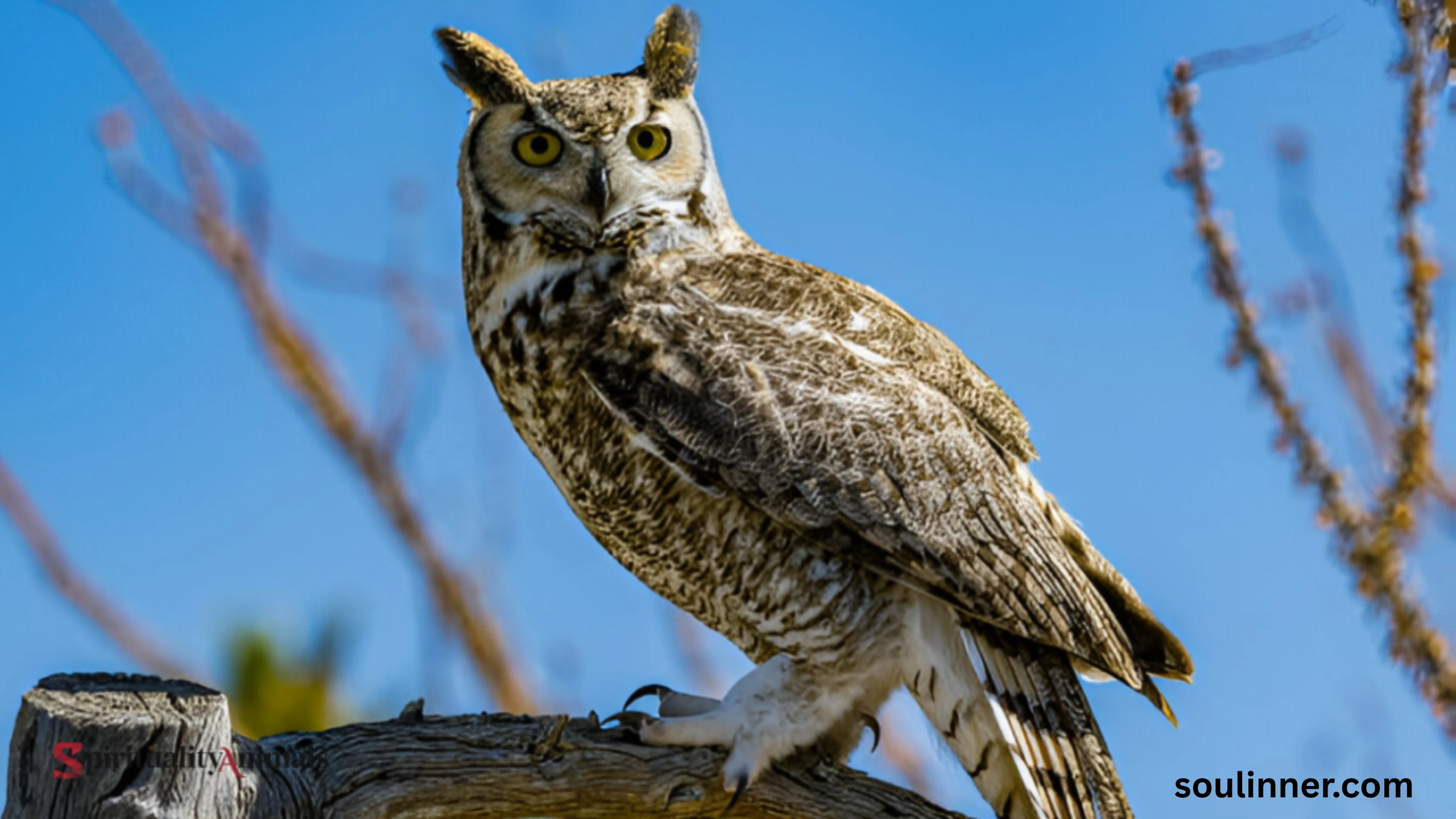 Spiritual Meaning of Seeing an Owl During the Day