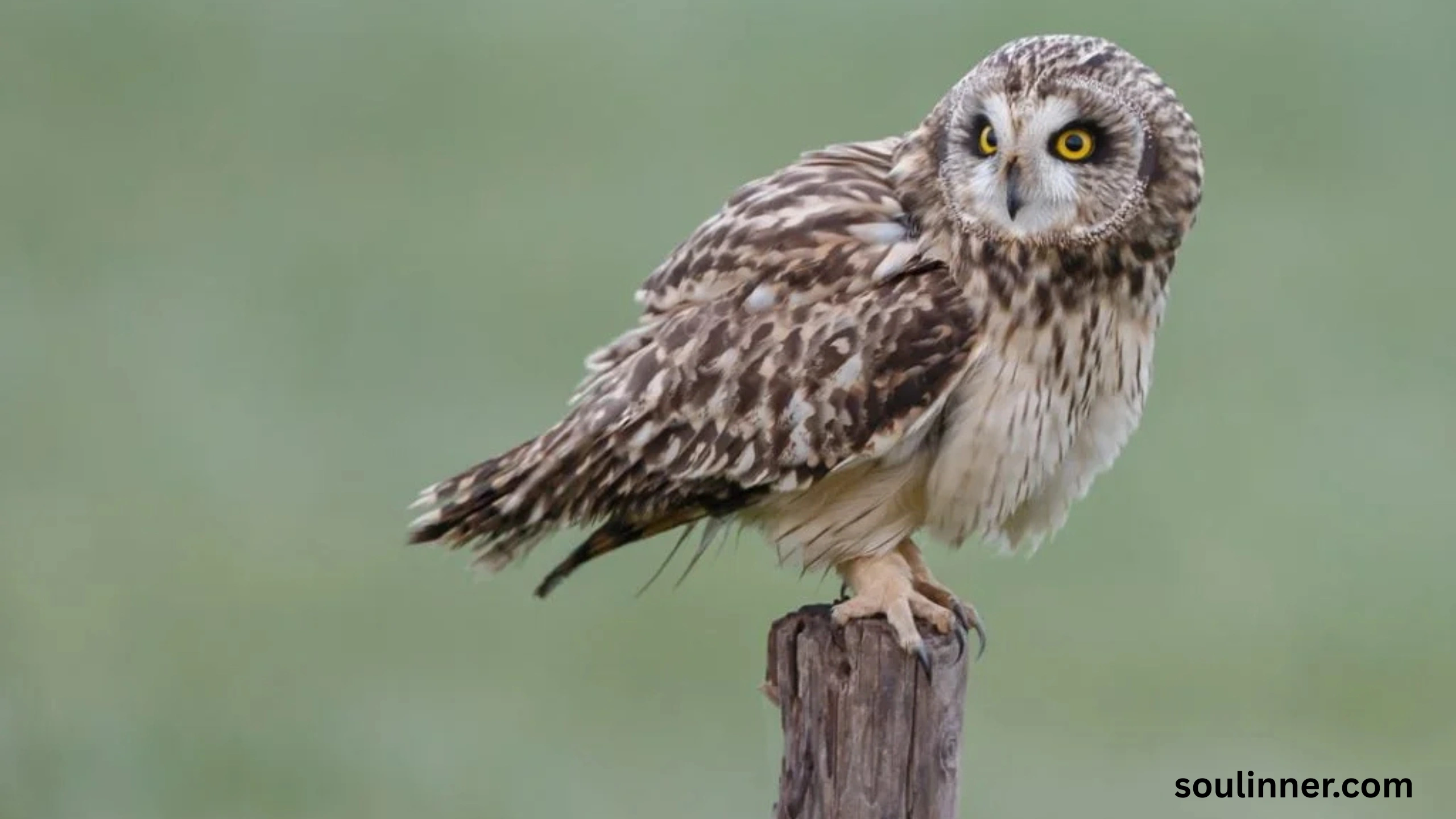 Spiritual Meaning of Seeing an Owl During the Day