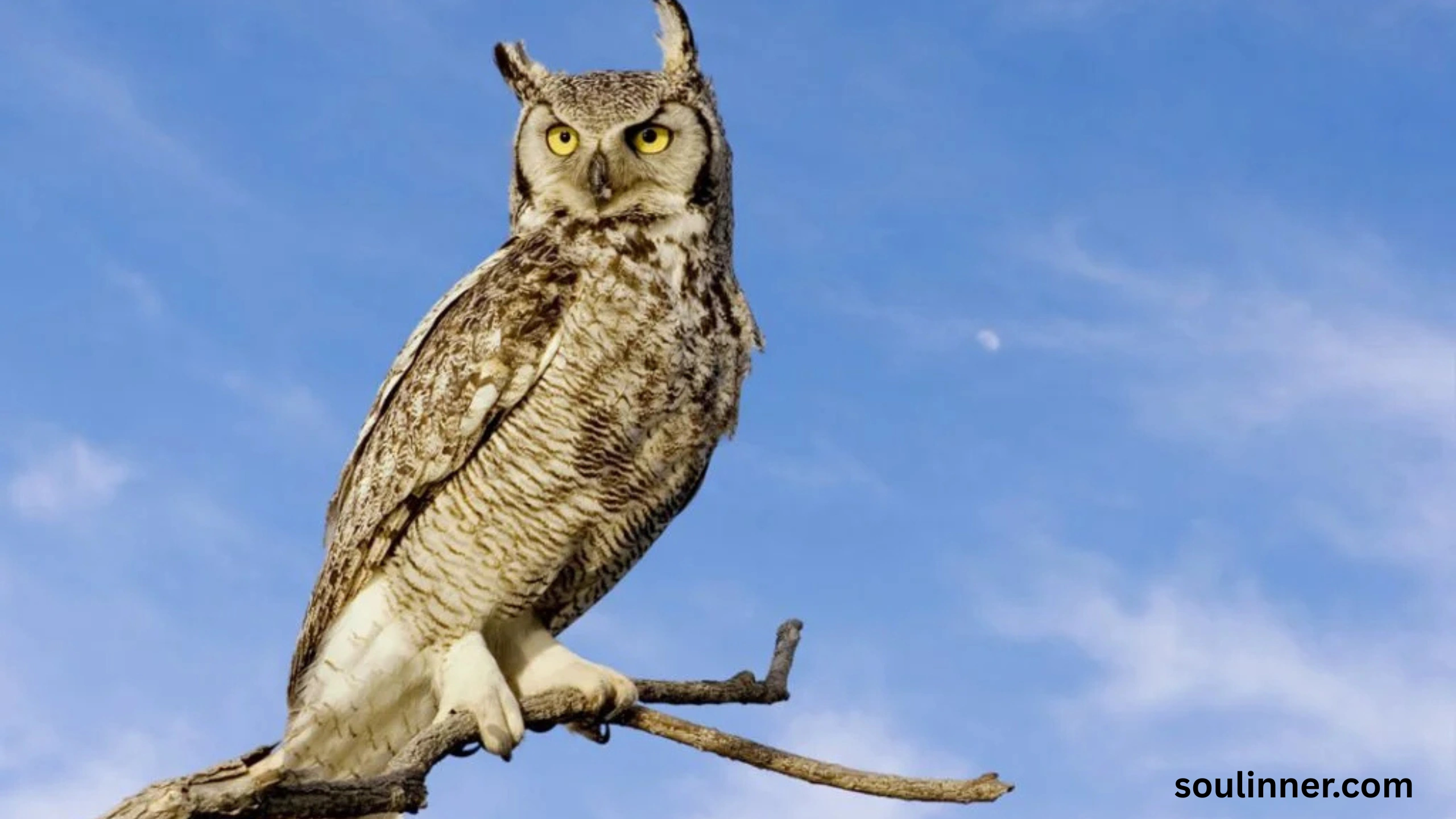 Spiritual Meaning of Seeing an Owl During the Day