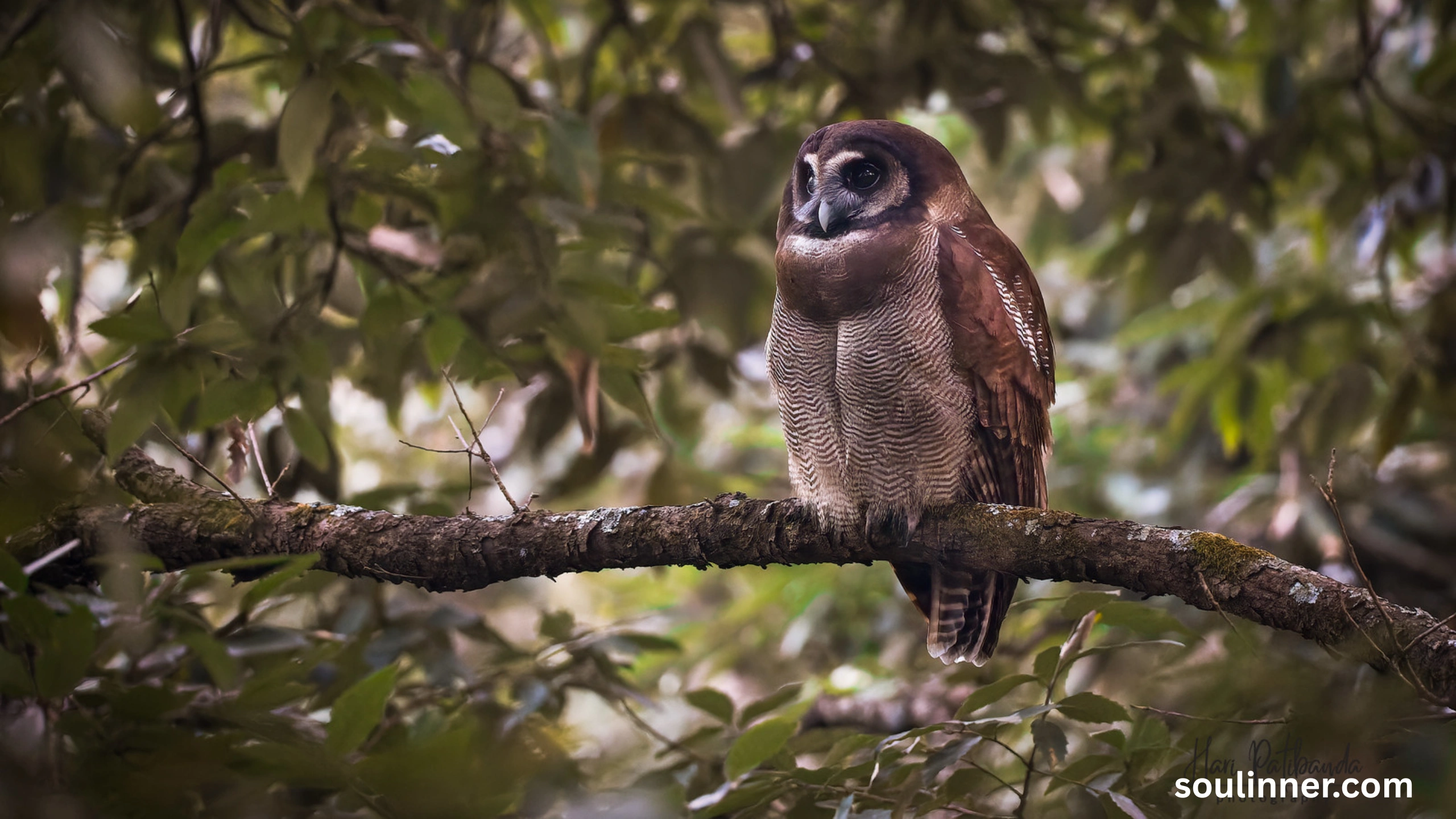 Spiritual Meaning of Seeing an Owl During the Day