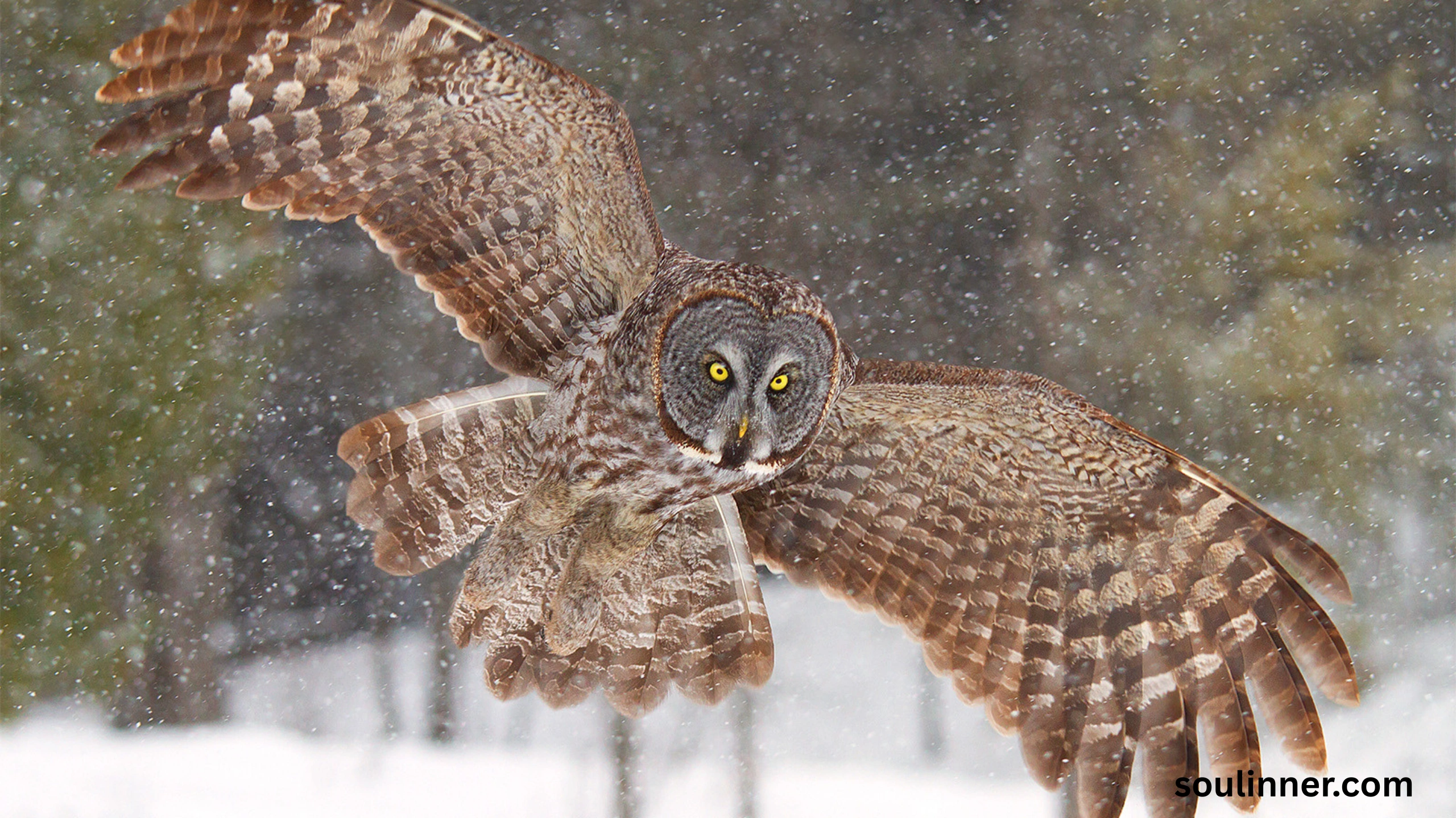 Spiritual Meaning of Seeing an Owl During the Day