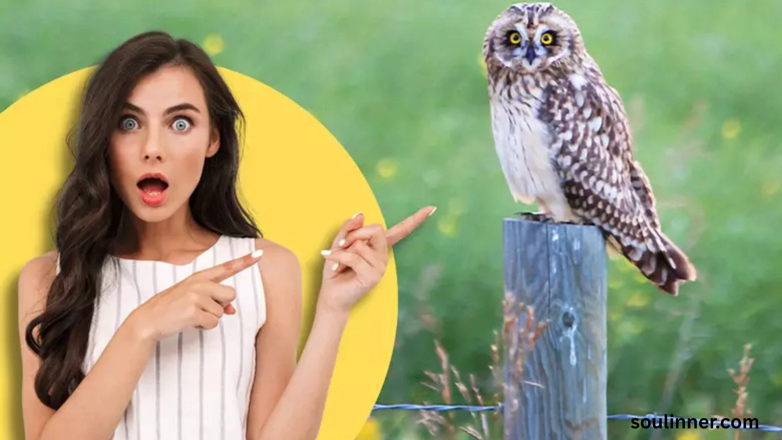 Spiritual Meaning of Seeing an Owl During the Day