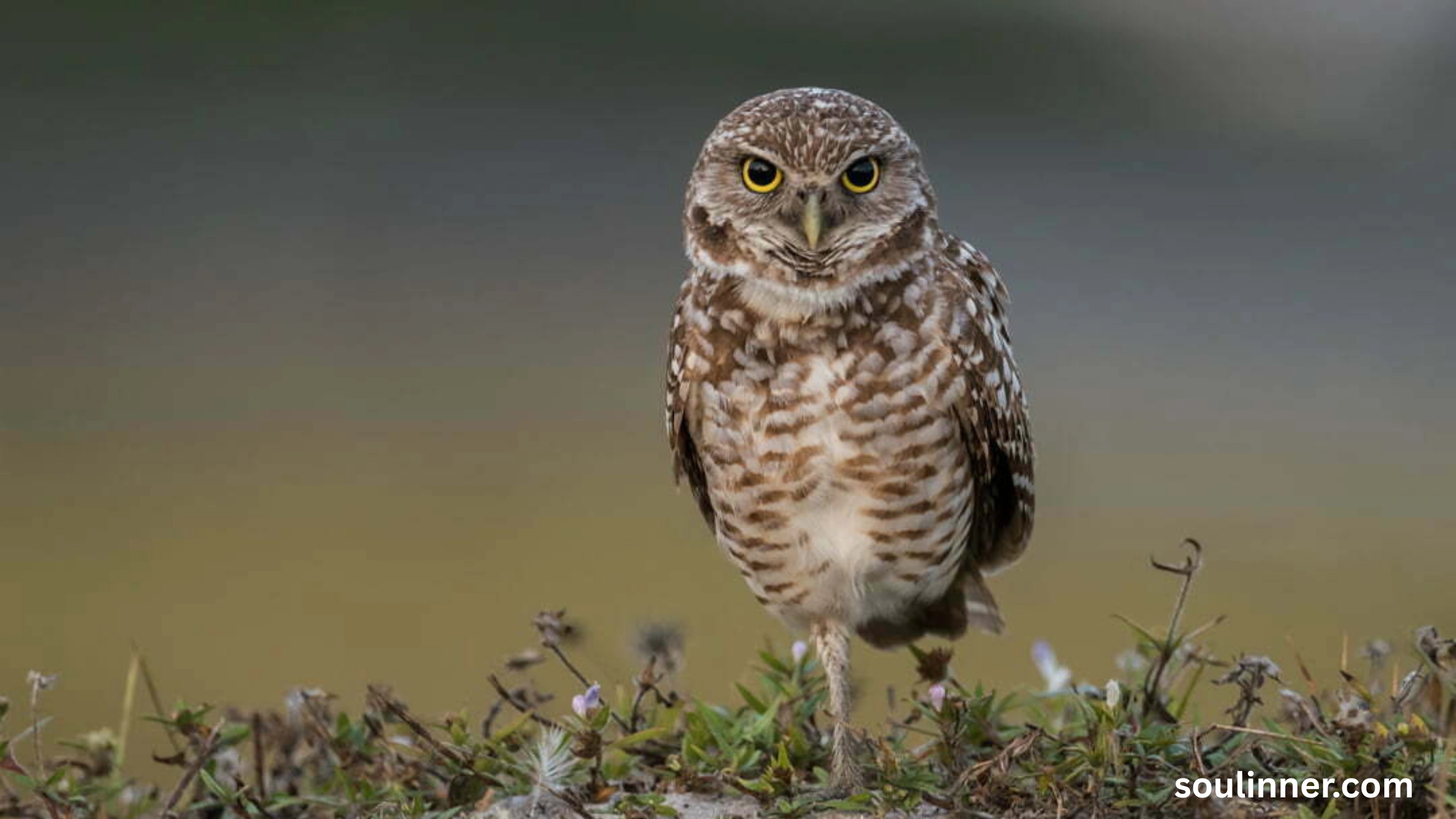 Spiritual Meaning of Seeing an Owl During the Day