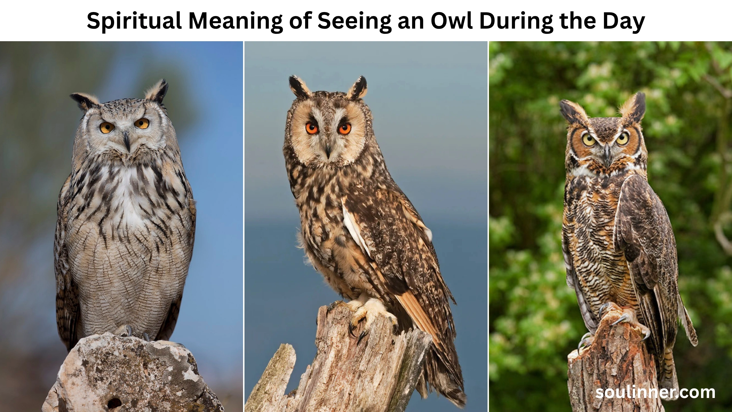 Spiritual Meaning of Seeing an Owl During the Day
